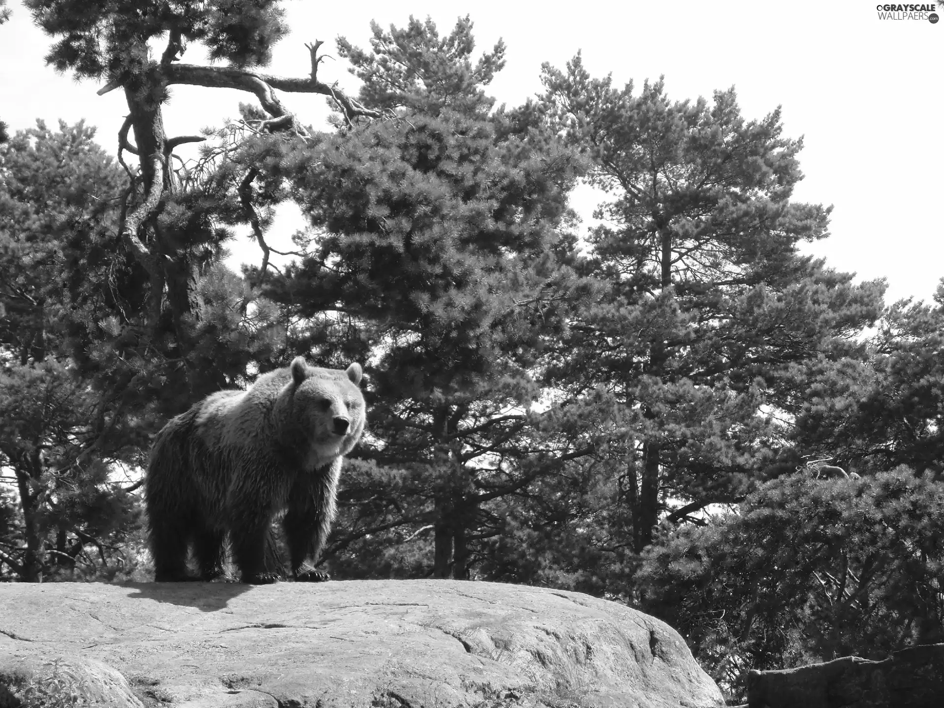 trees, viewes, Rocks, forest, Bear
