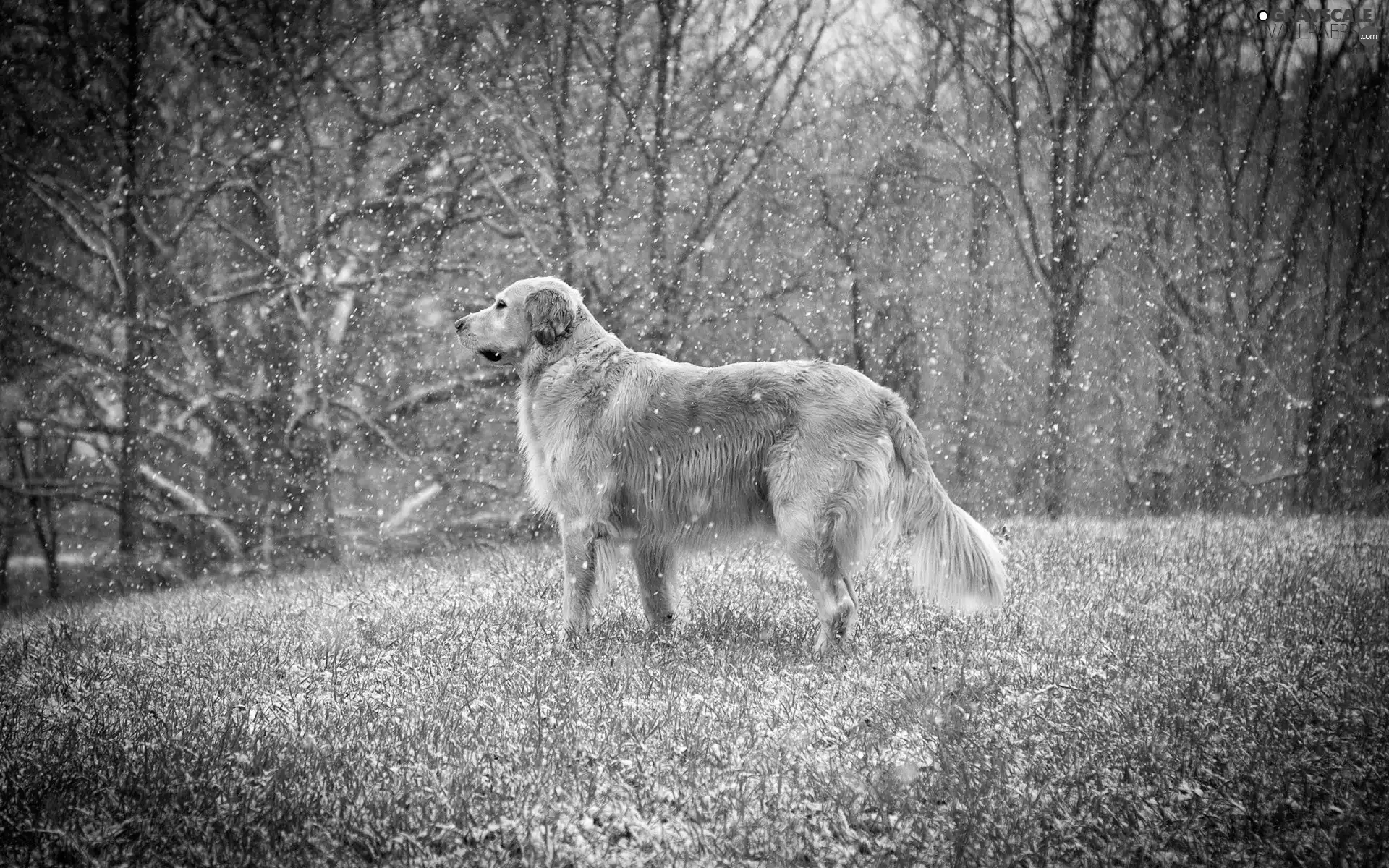 Golden Retriever, beginning, Winters