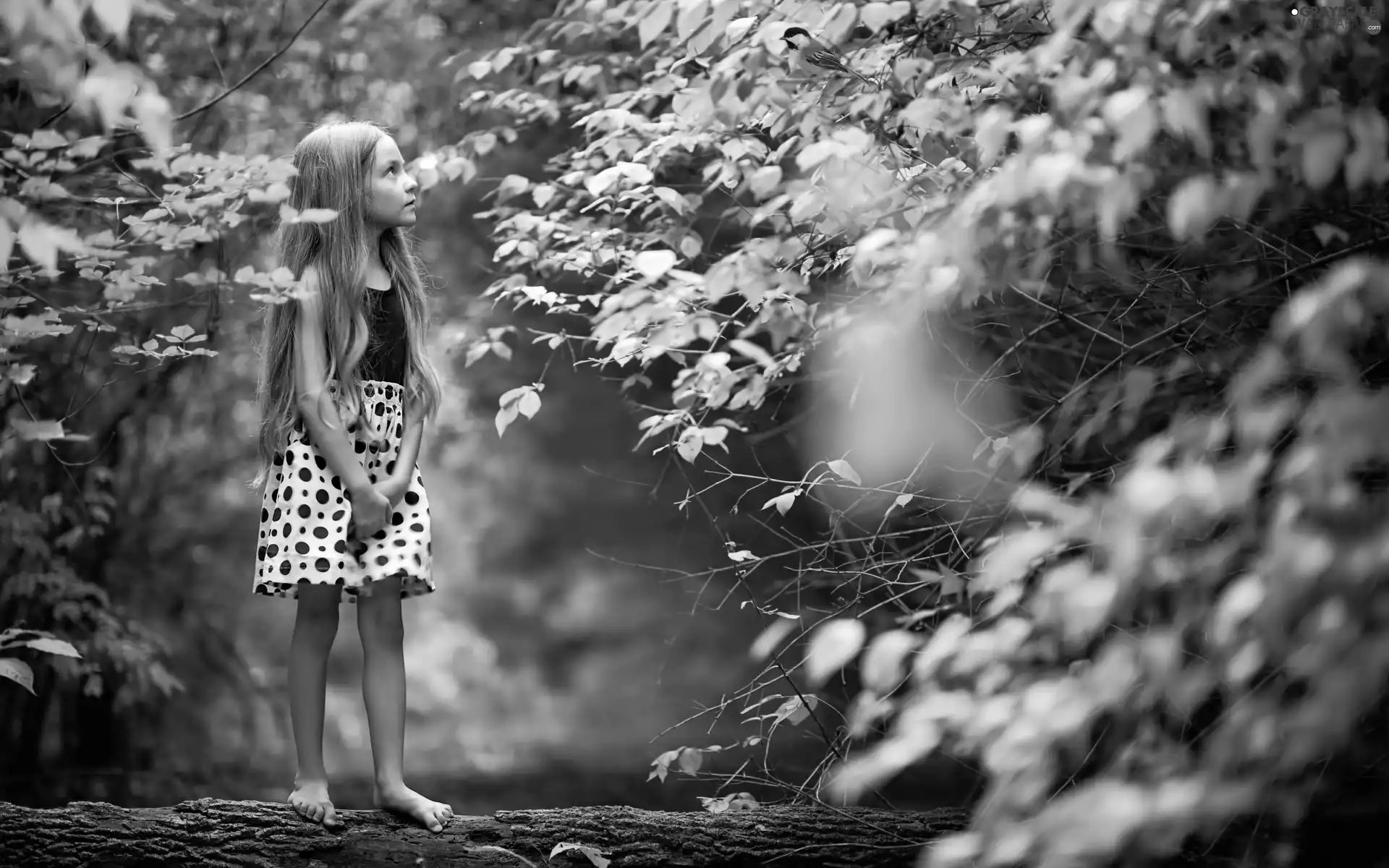 ligh, forest, viewes, flash, birdies, girl, trees, luminosity, sun, Przebijające