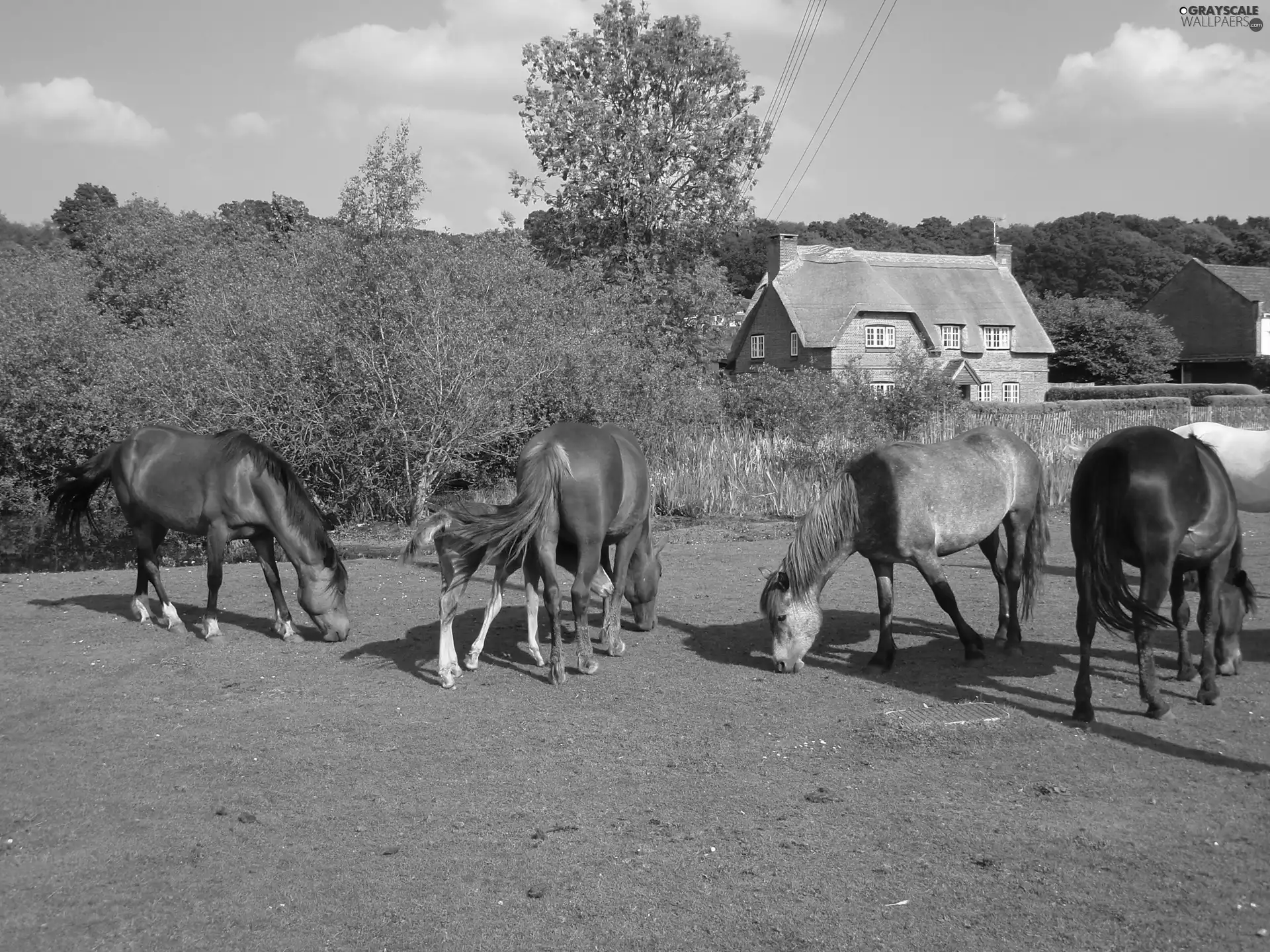trees, viewes, Meadow, Houses, bloodstock