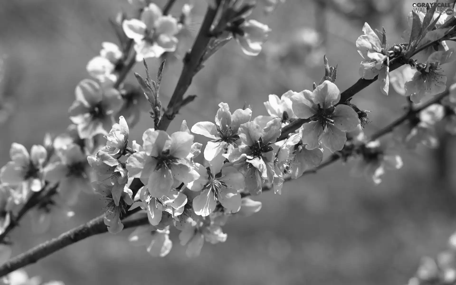 trees, viewes, twig, fruit, Blossoming