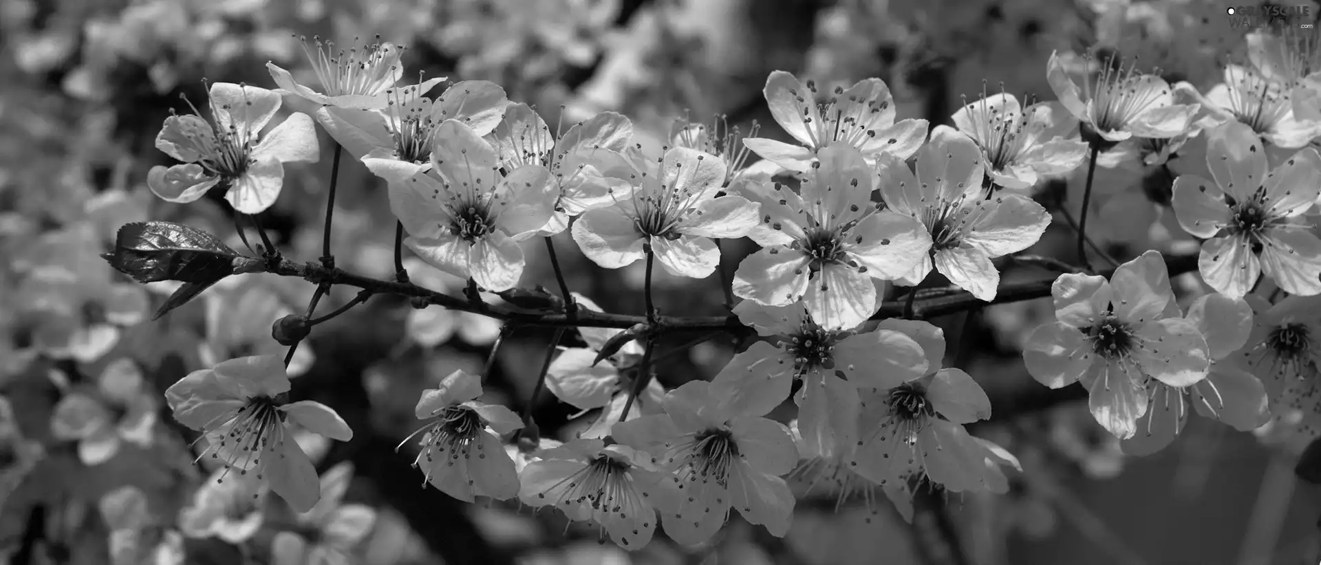 trees, viewes, twig, fruit, Blossoming