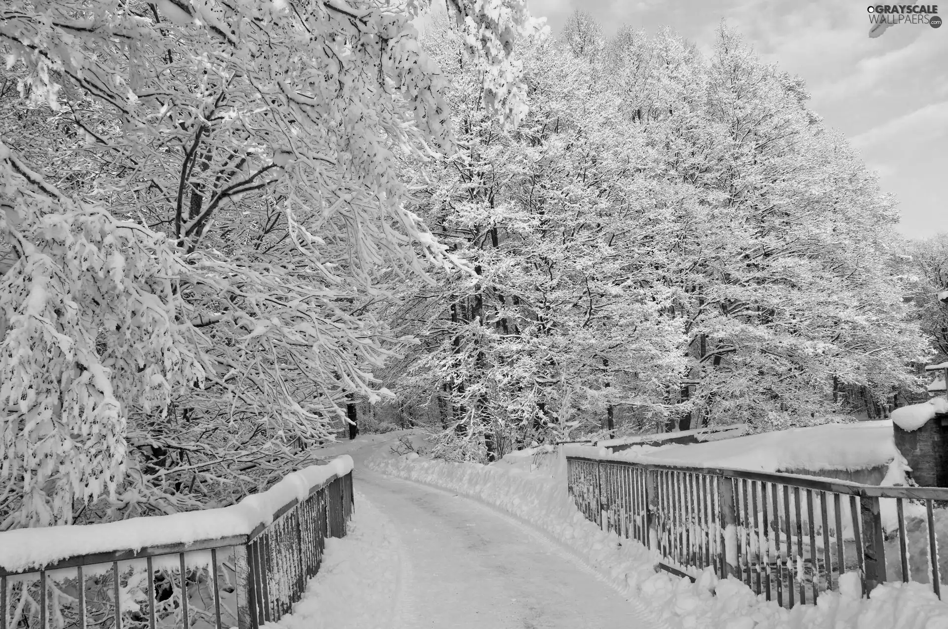 trees, viewes, winter, frosty, bridge