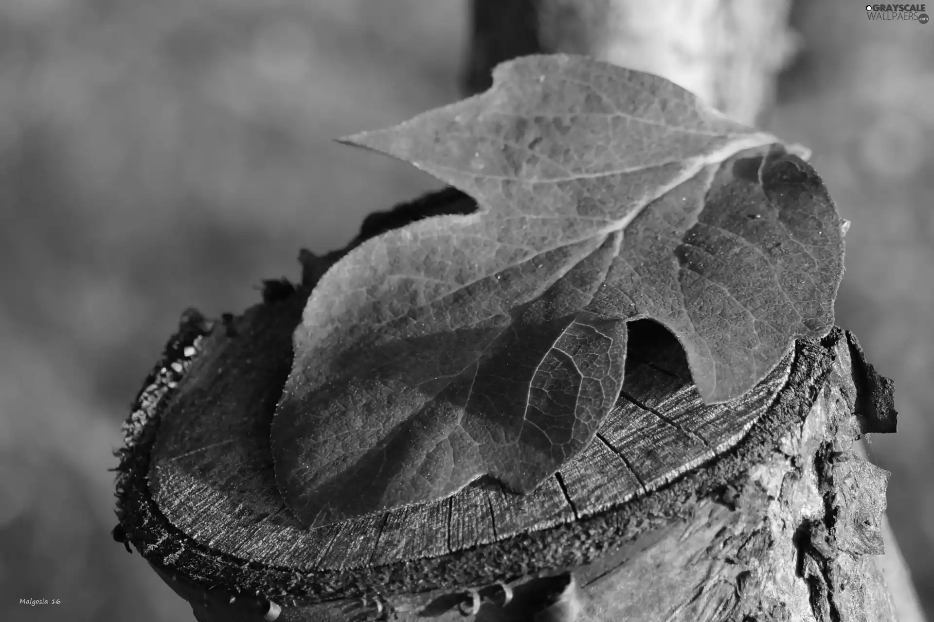 trees, viewes, leaf, trunk, Brown