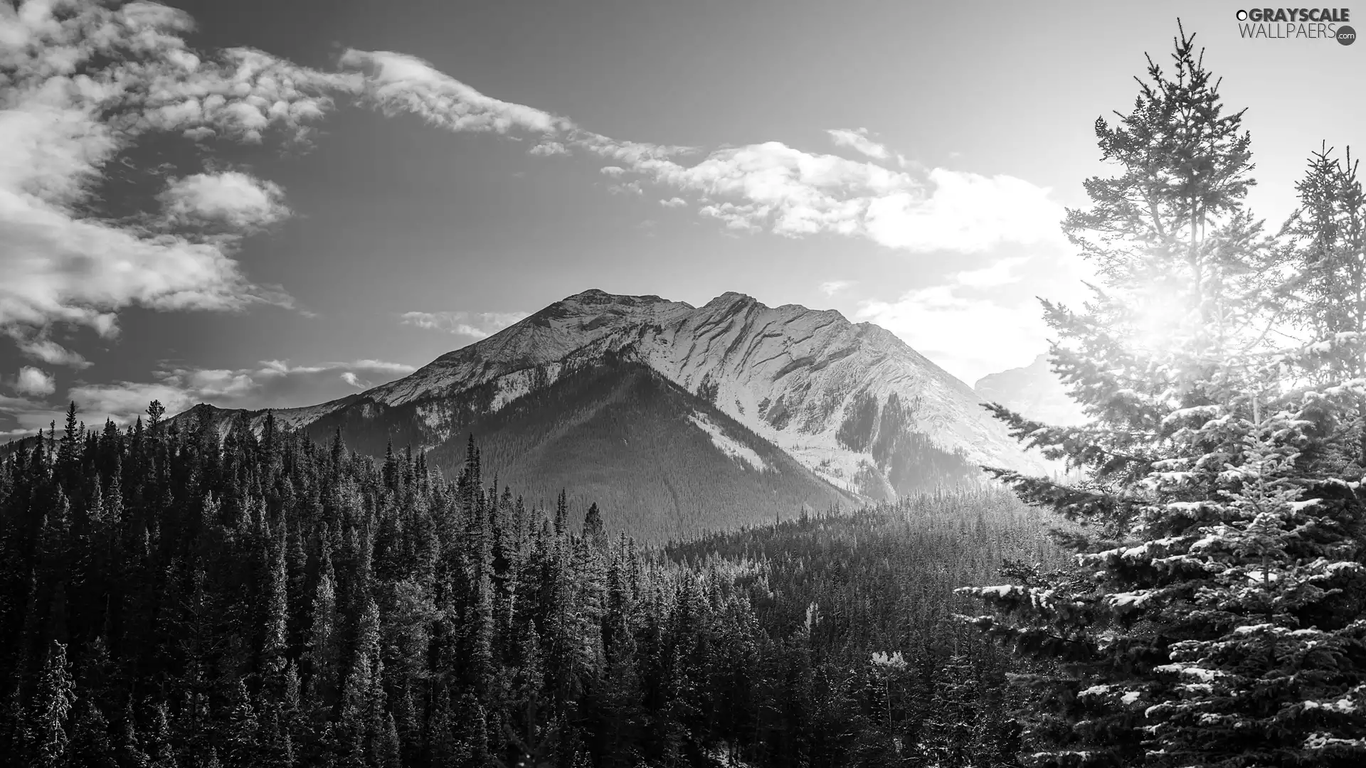 Banff National Park, rocky mountains, Sunrise, forest, viewes, Province of Alberta, Canada, trees