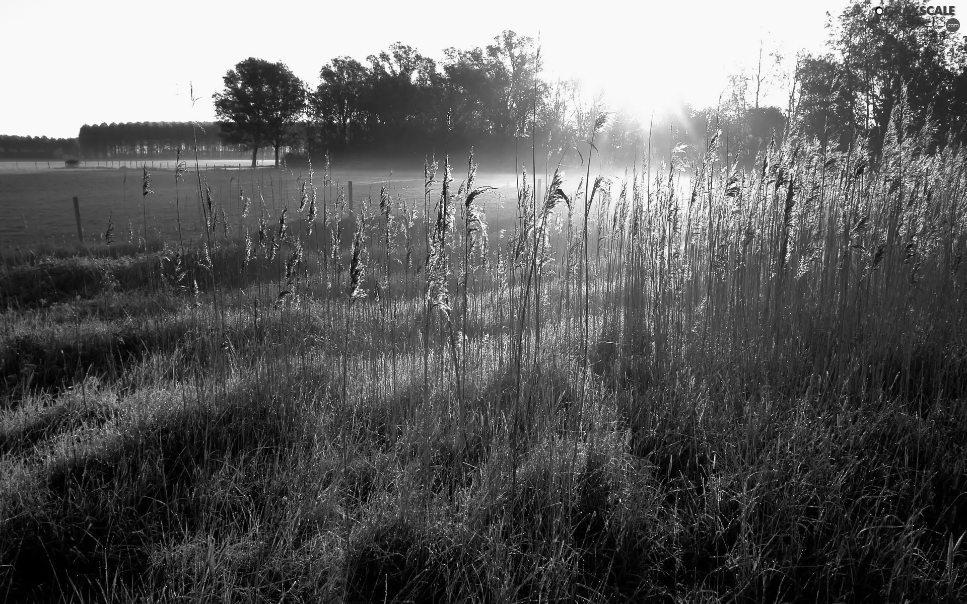 lake, west, trees, viewes, cane, sun