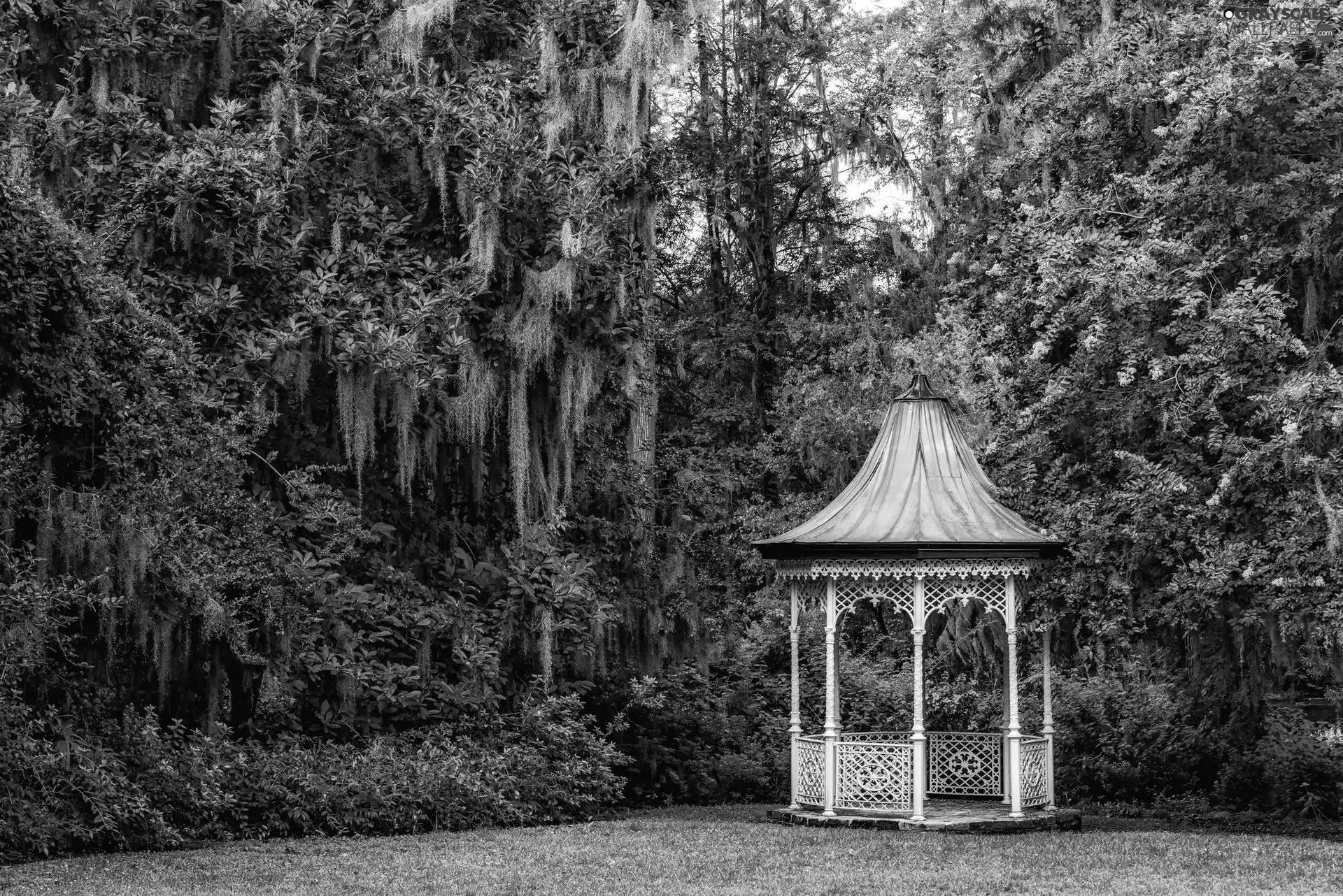 viewes, arbour, South Carolina, trees, botanical garden