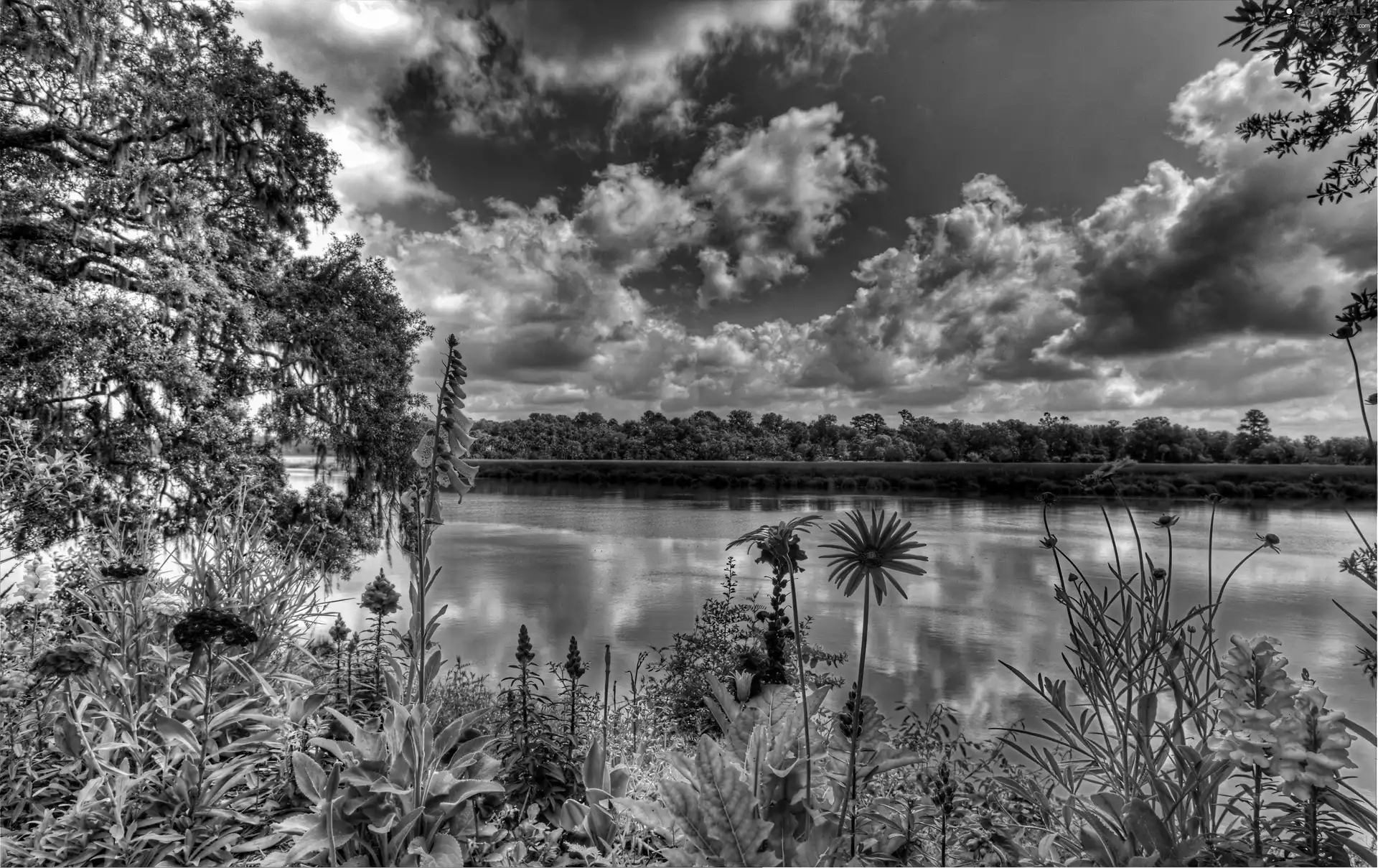 trees, viewes, lake, Flowers, clouds