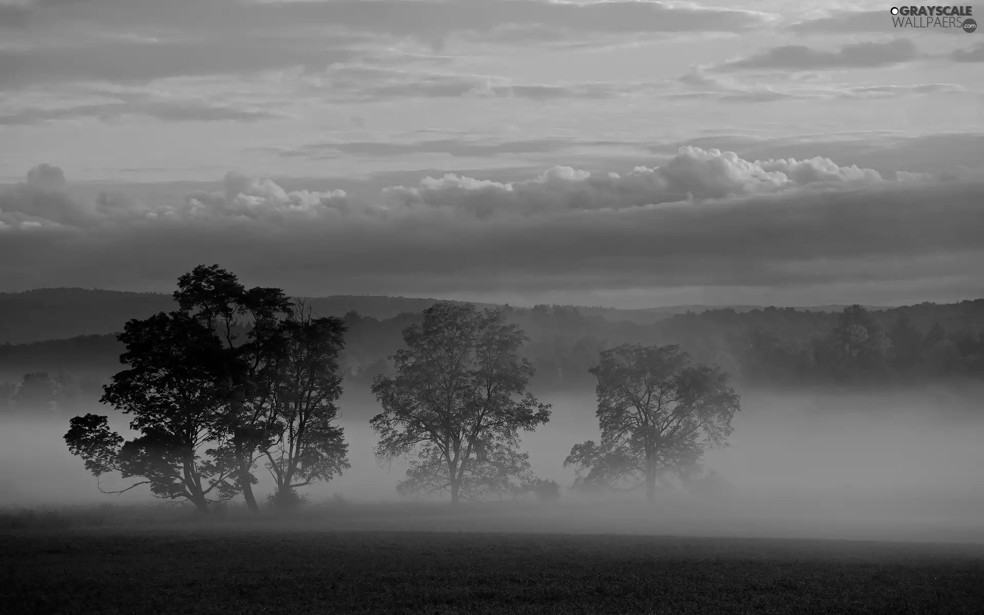 trees, viewes, Fog, Meadow, clouds