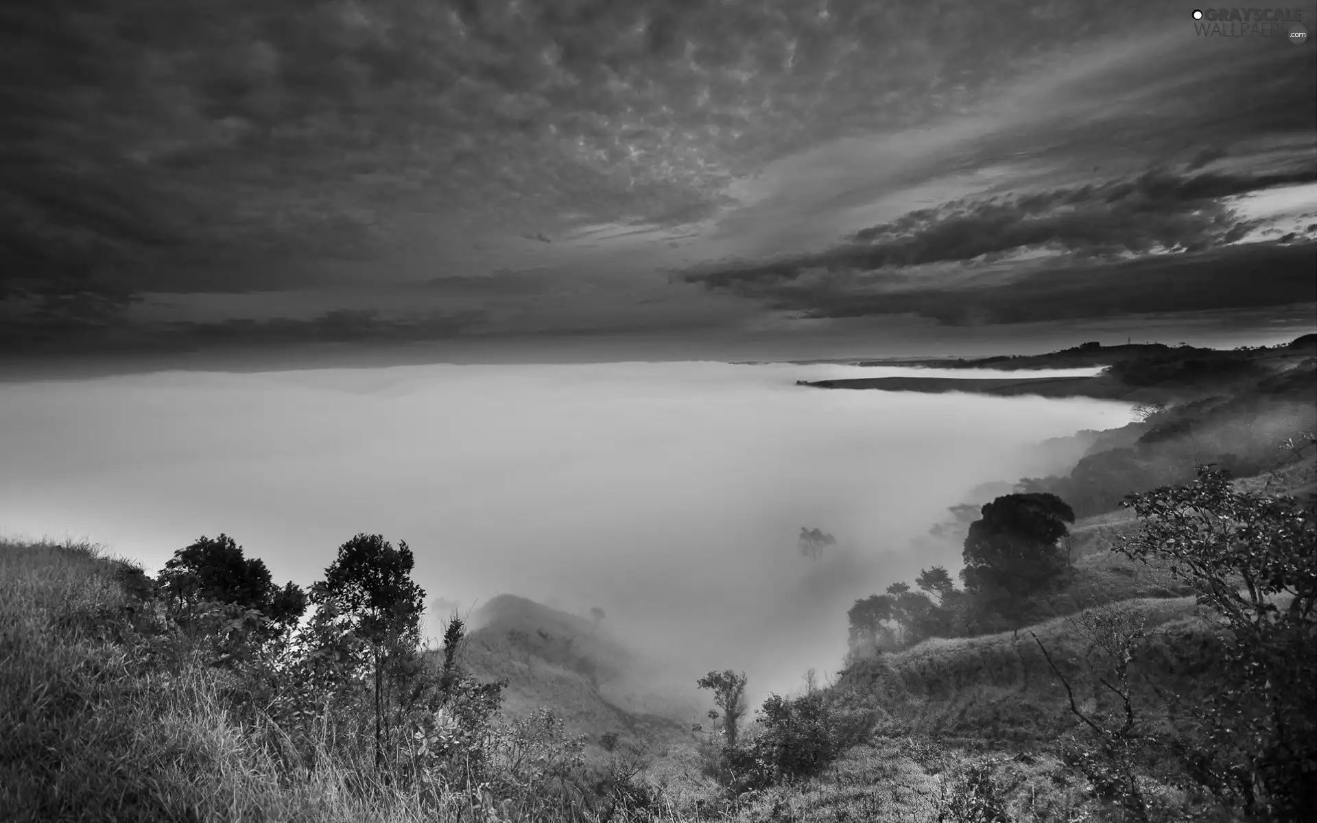 trees, viewes, Fog, Valley, Clouds