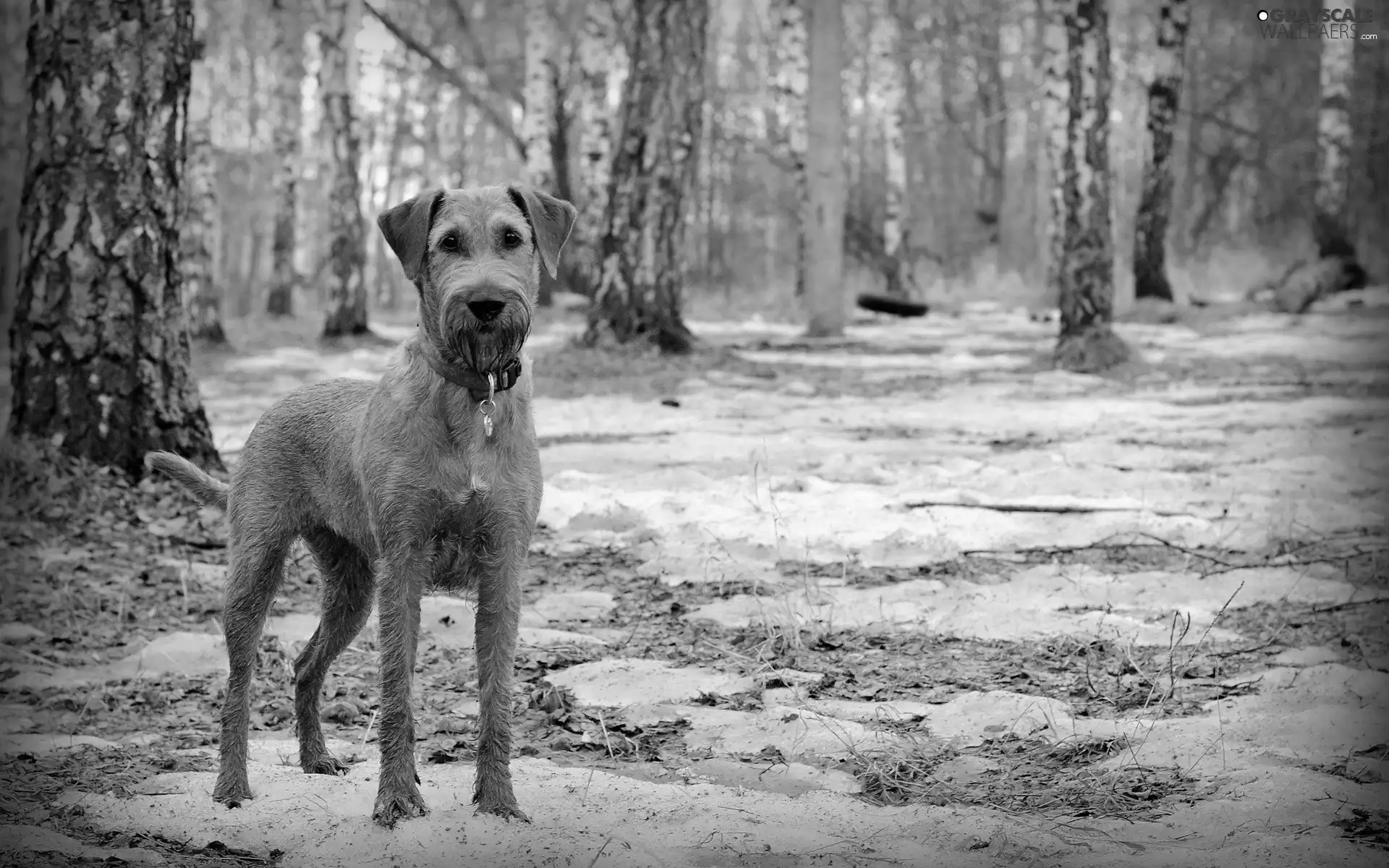 trees, viewes, irish, dog-collar, terrier