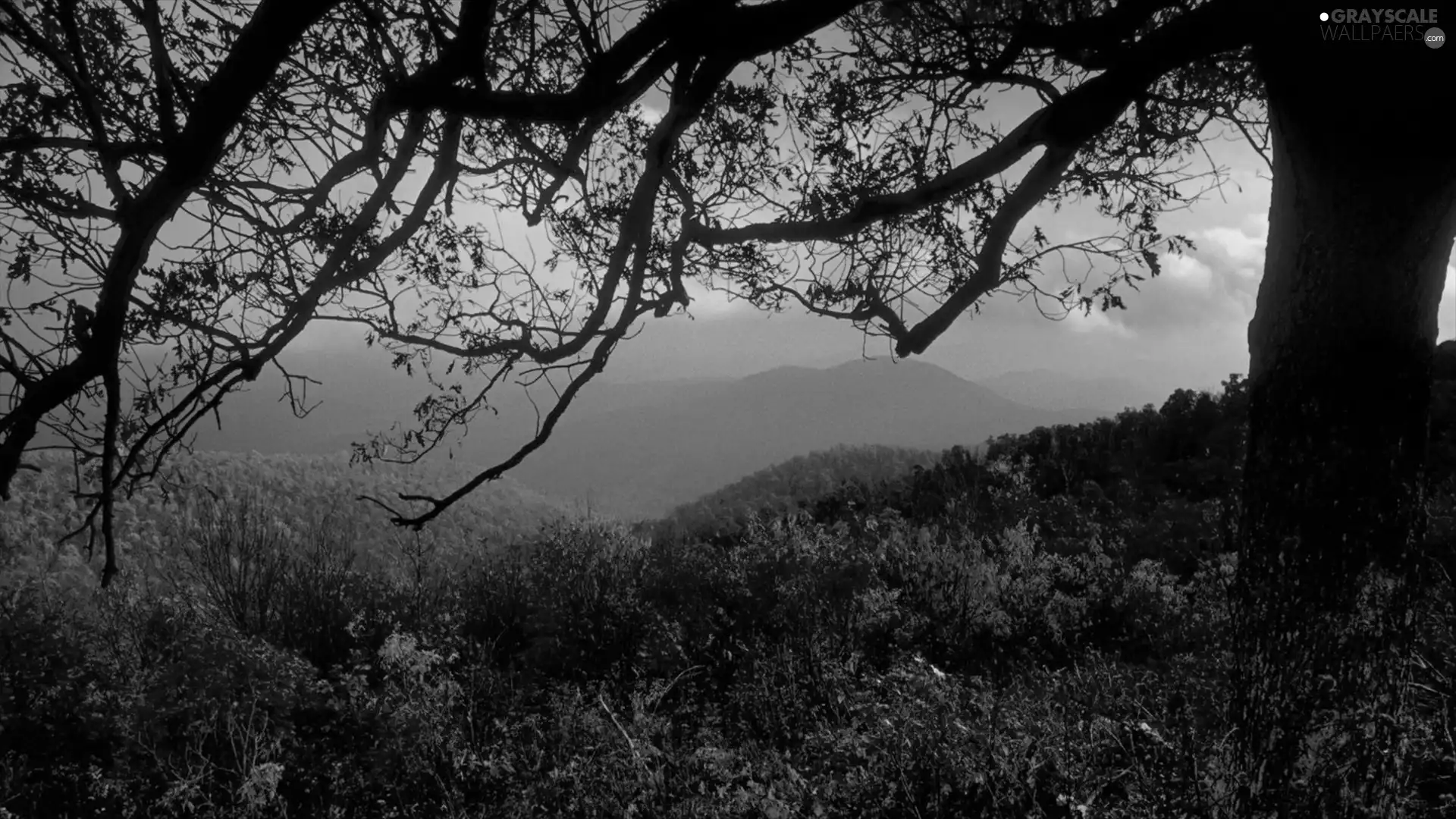 trees, viewes, Plants, branches, color