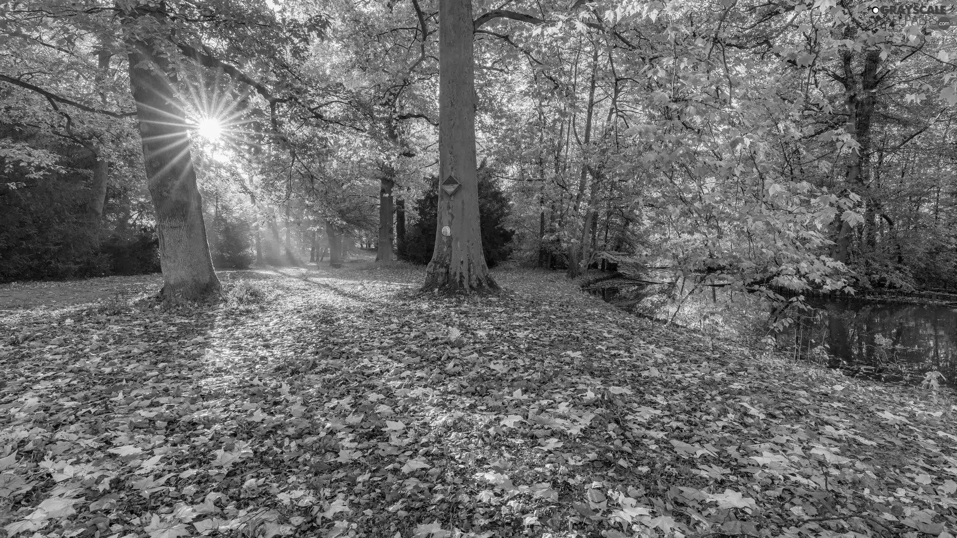trees, River, color, rays of the Sun, Park, viewes, Leaf