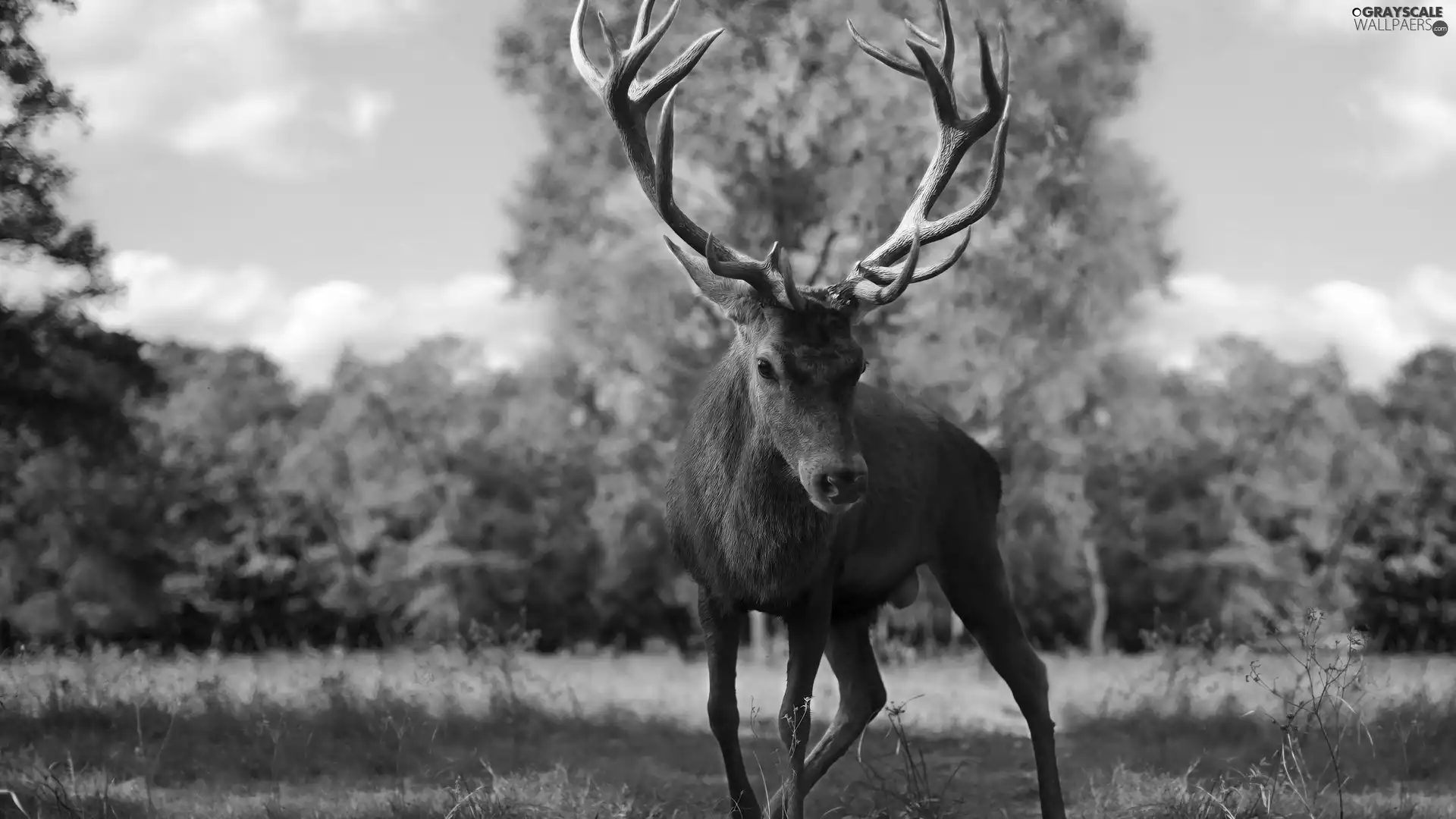 trees, viewes, antlers, grass, deer