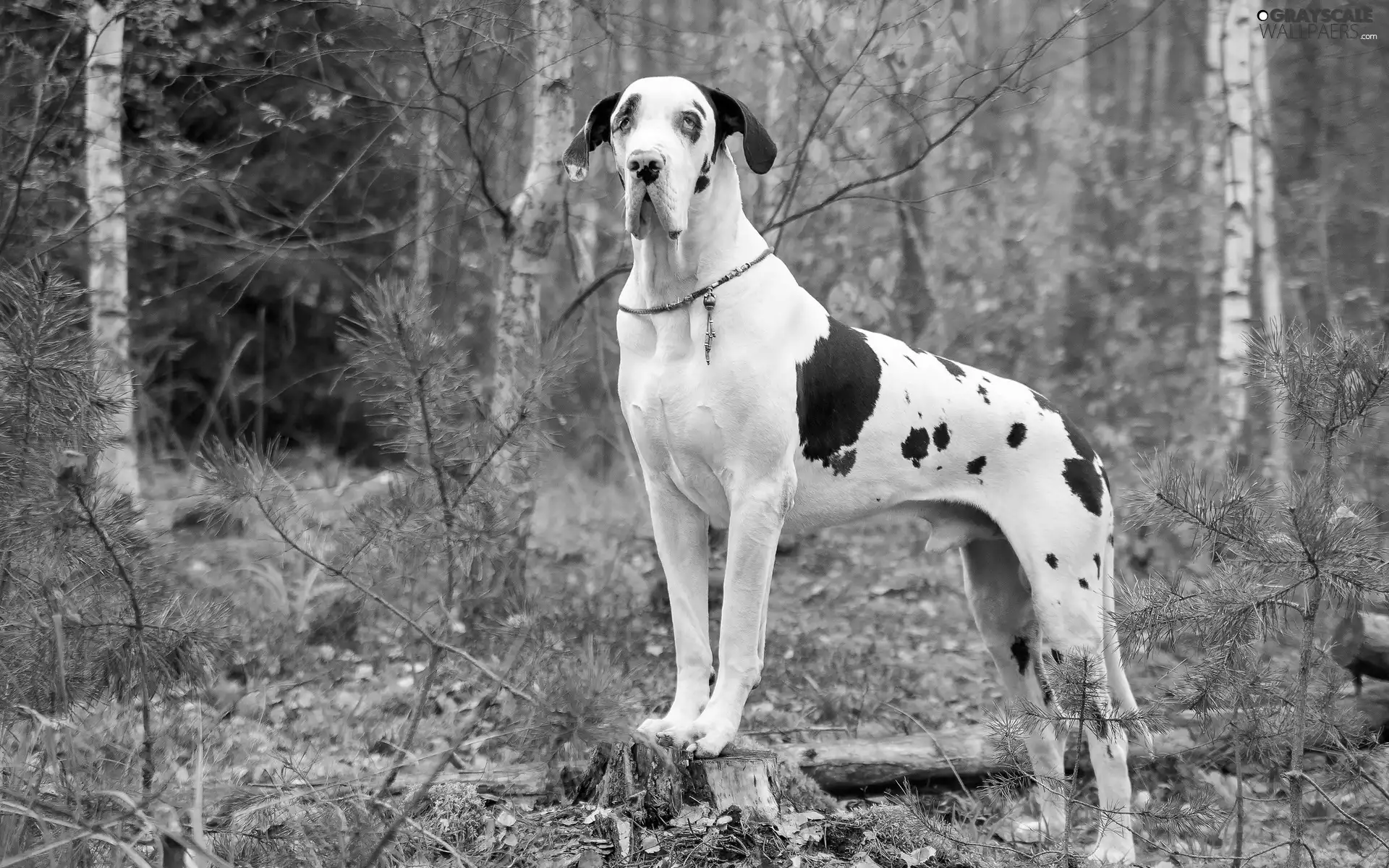 trees, viewes, german, forest, Dog