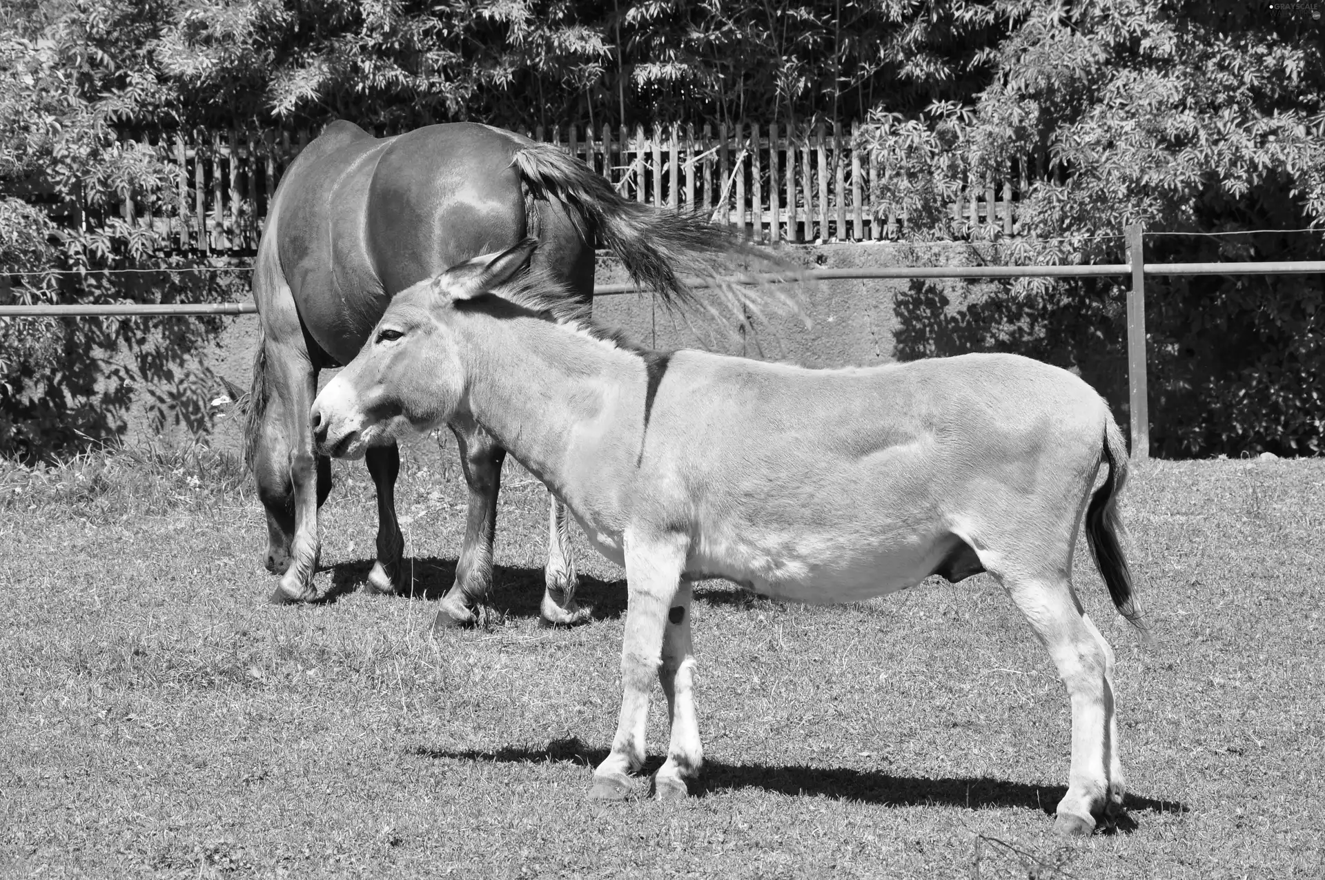 trees, viewes, Horse, grass, donkey