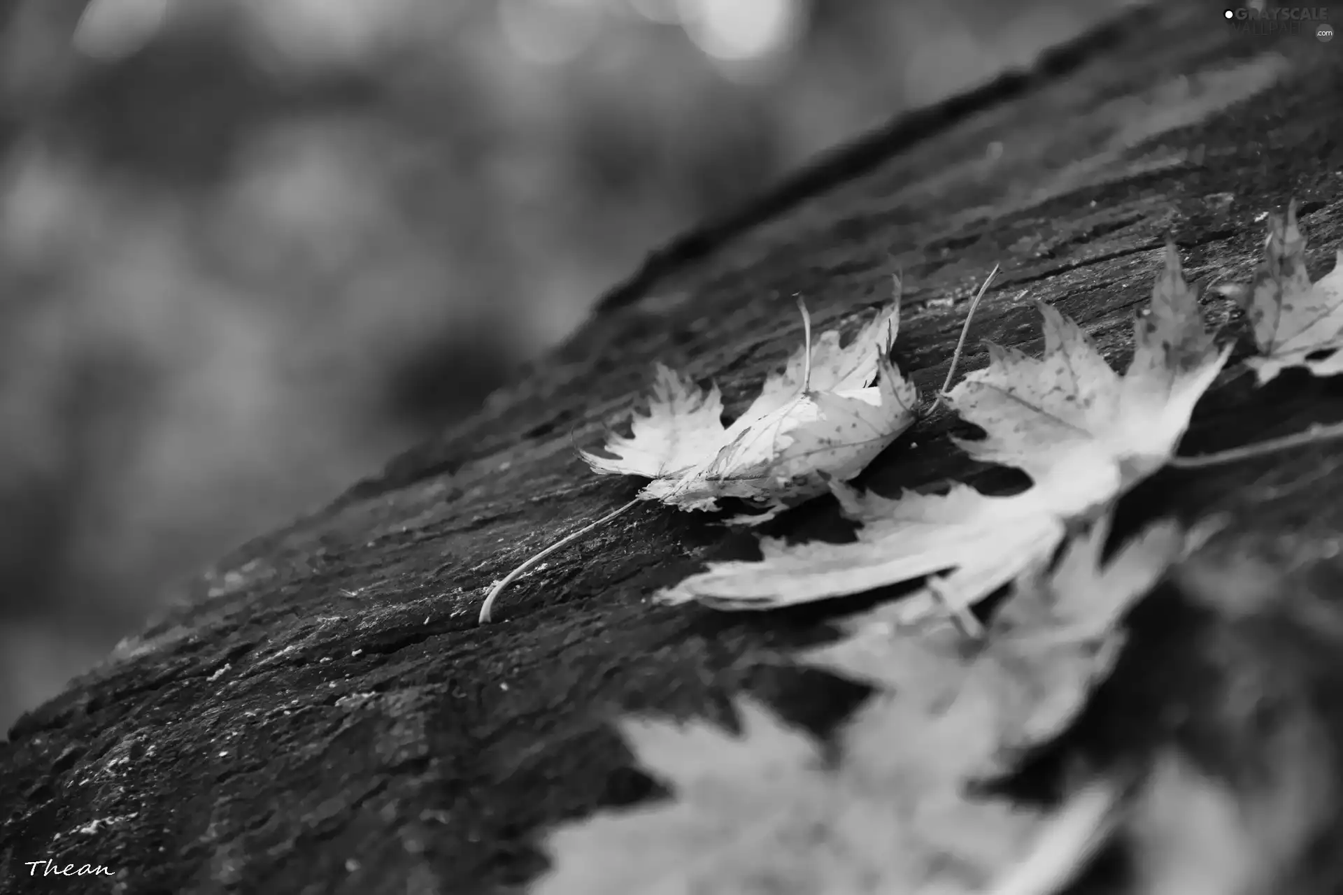 trees, viewes, Leaf, trunk, dry