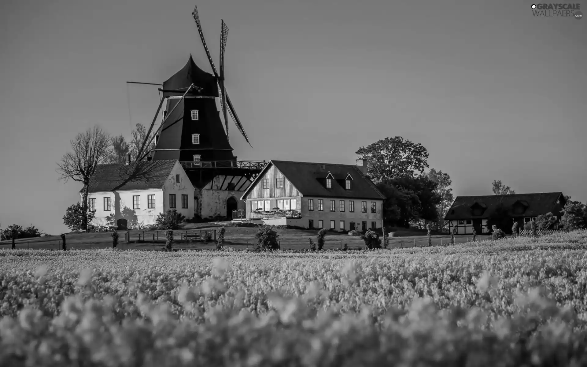 trees, viewes, Windmill, Field, farm
