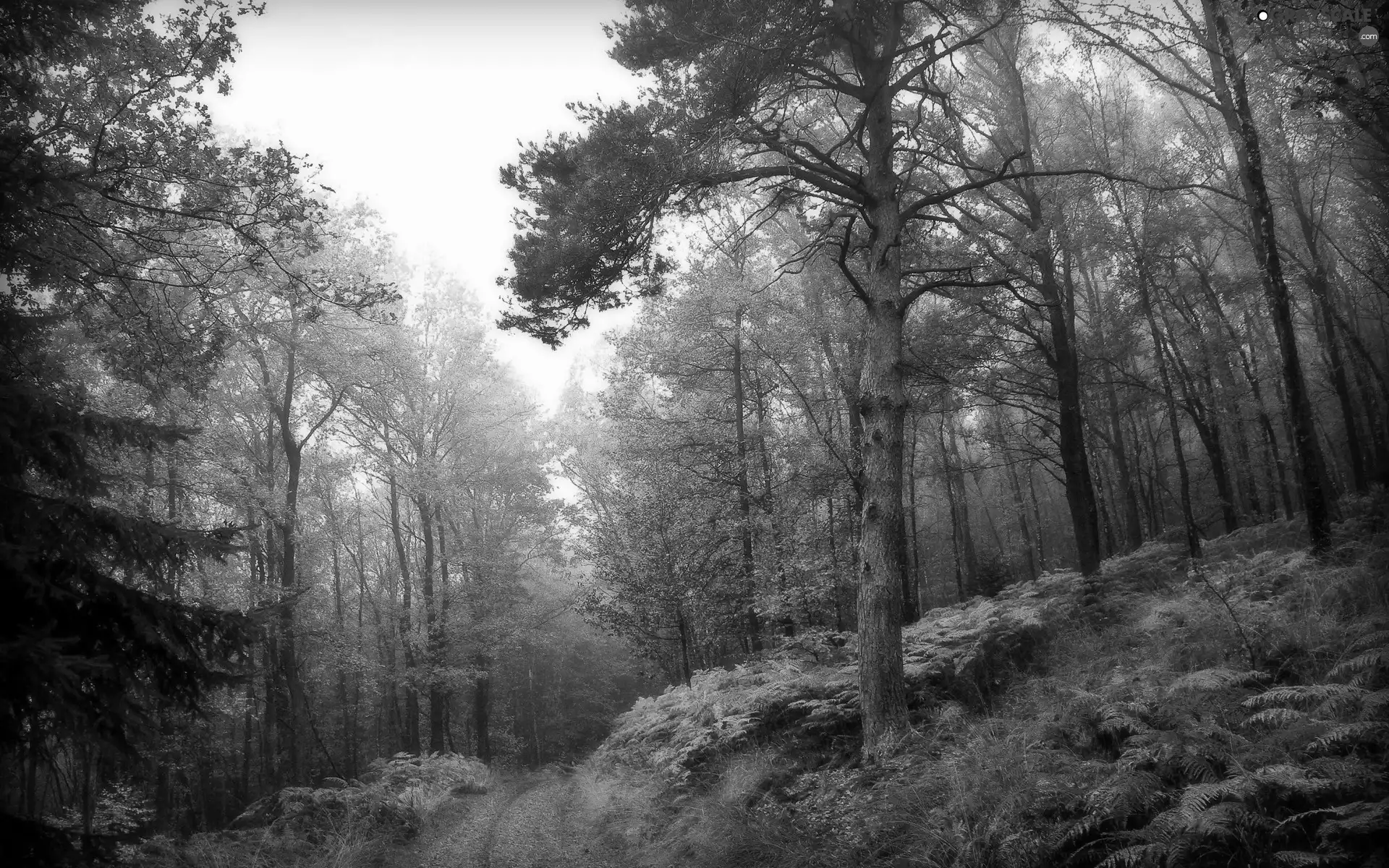 Path, forest, trees, viewes, fern, autumn
