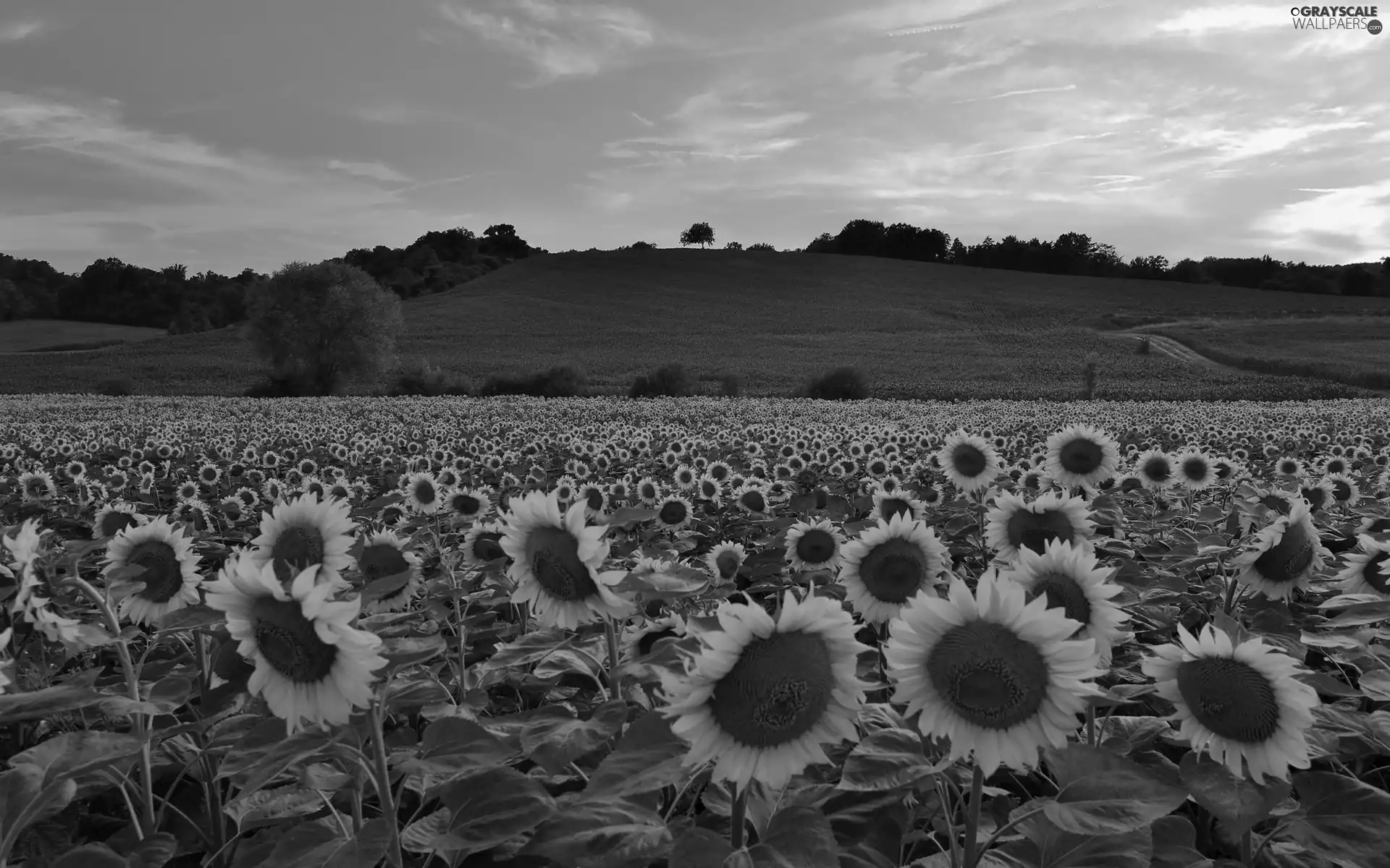 trees, viewes, sunflowers, Hill, Field