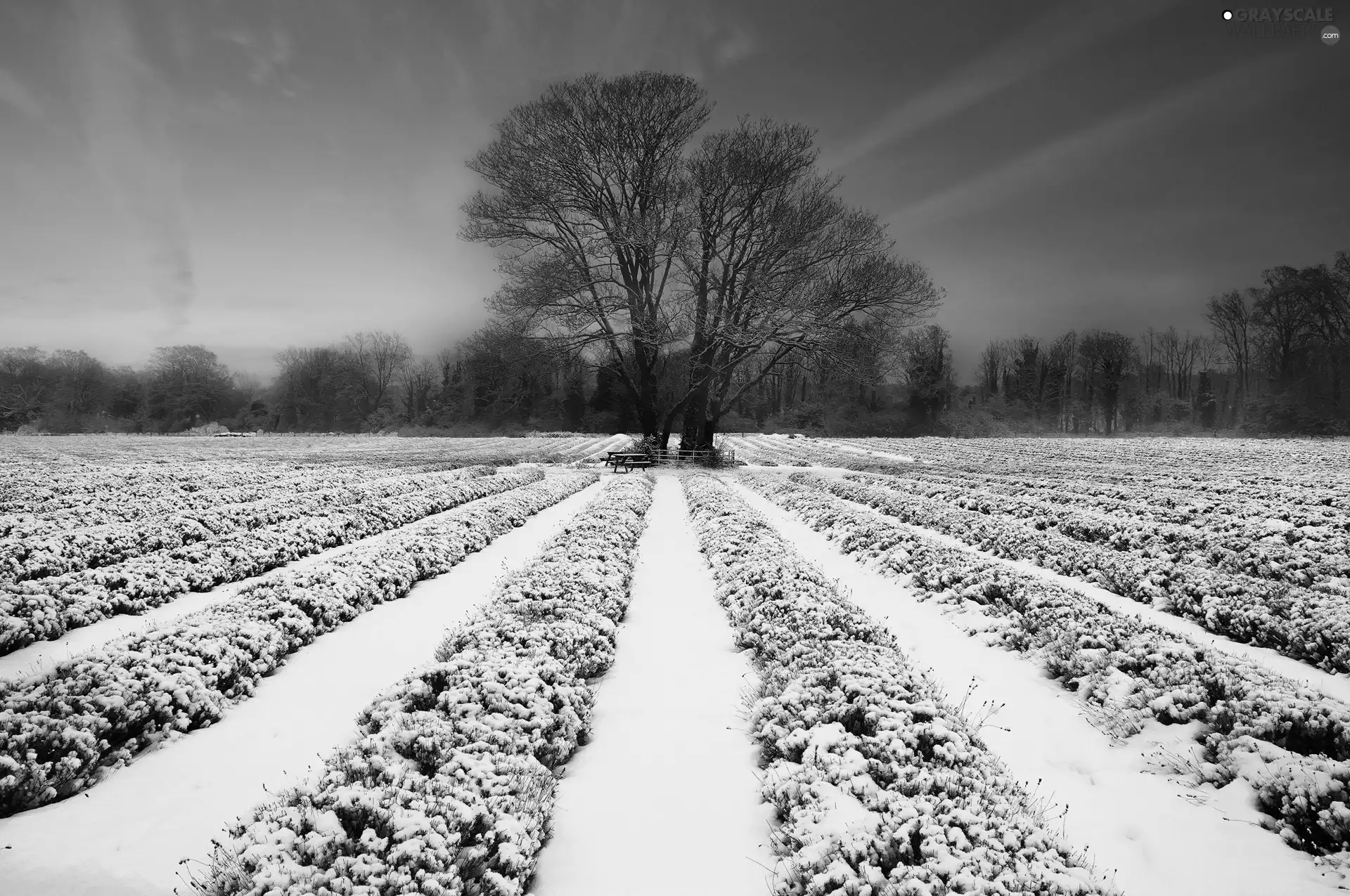 trees, viewes, cultivated, snow, Field