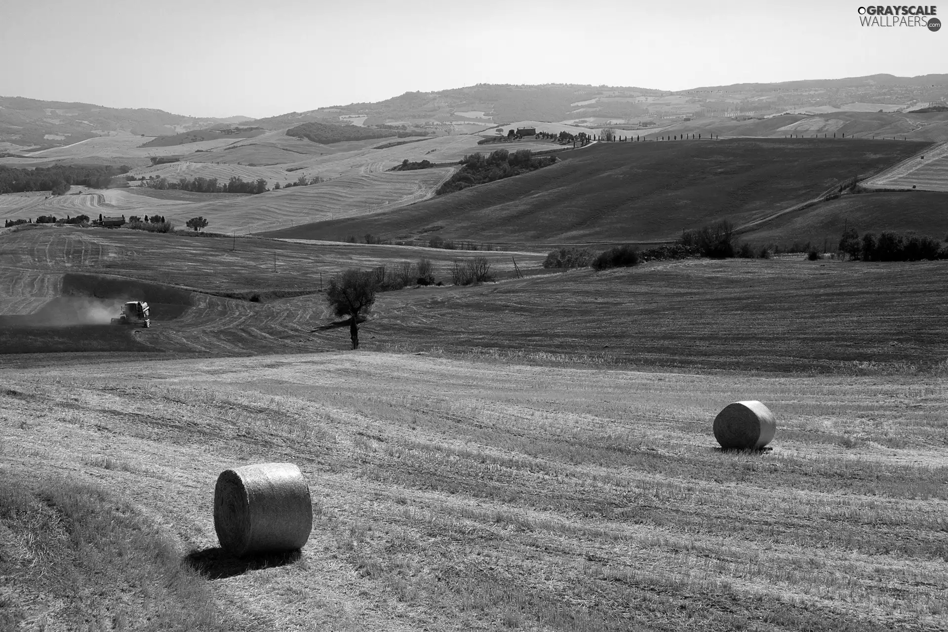 trees, viewes, Bele, straw, Field