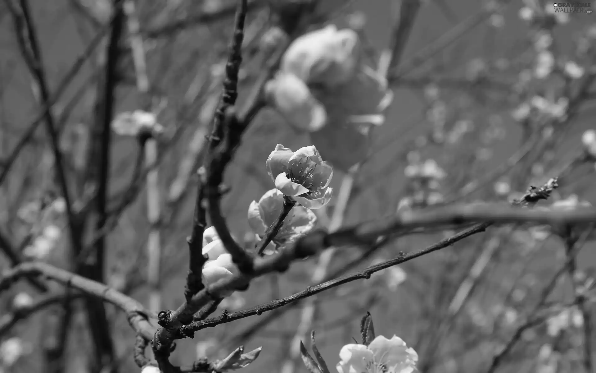 trees, viewes, Twigs, fruit, flourishing