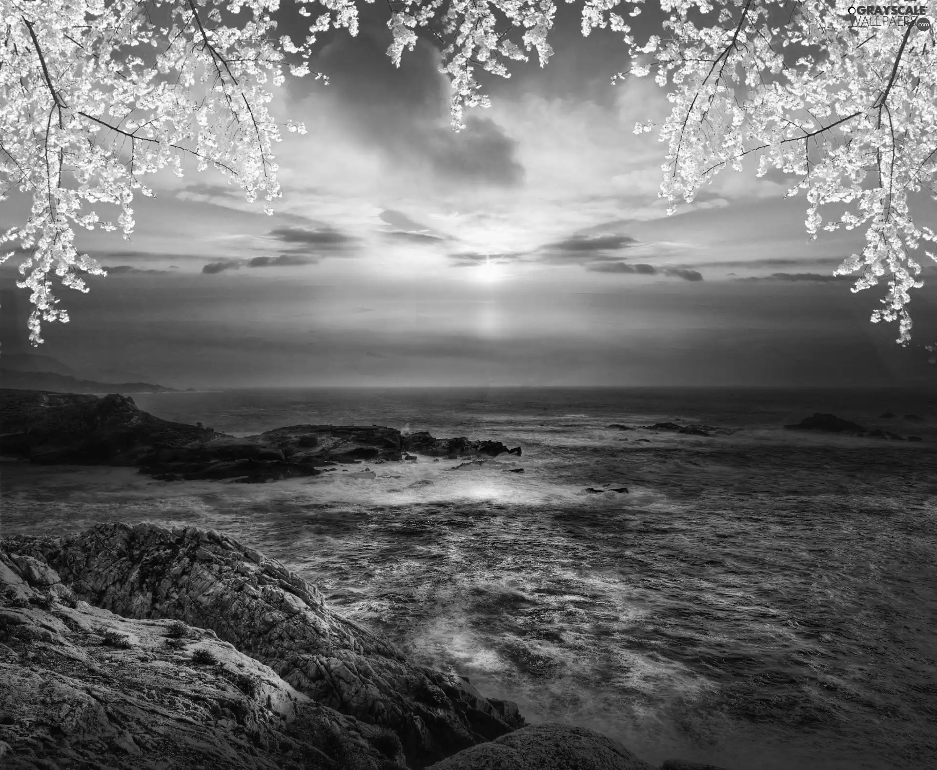 sea, west, trees, viewes, flourishing, sun