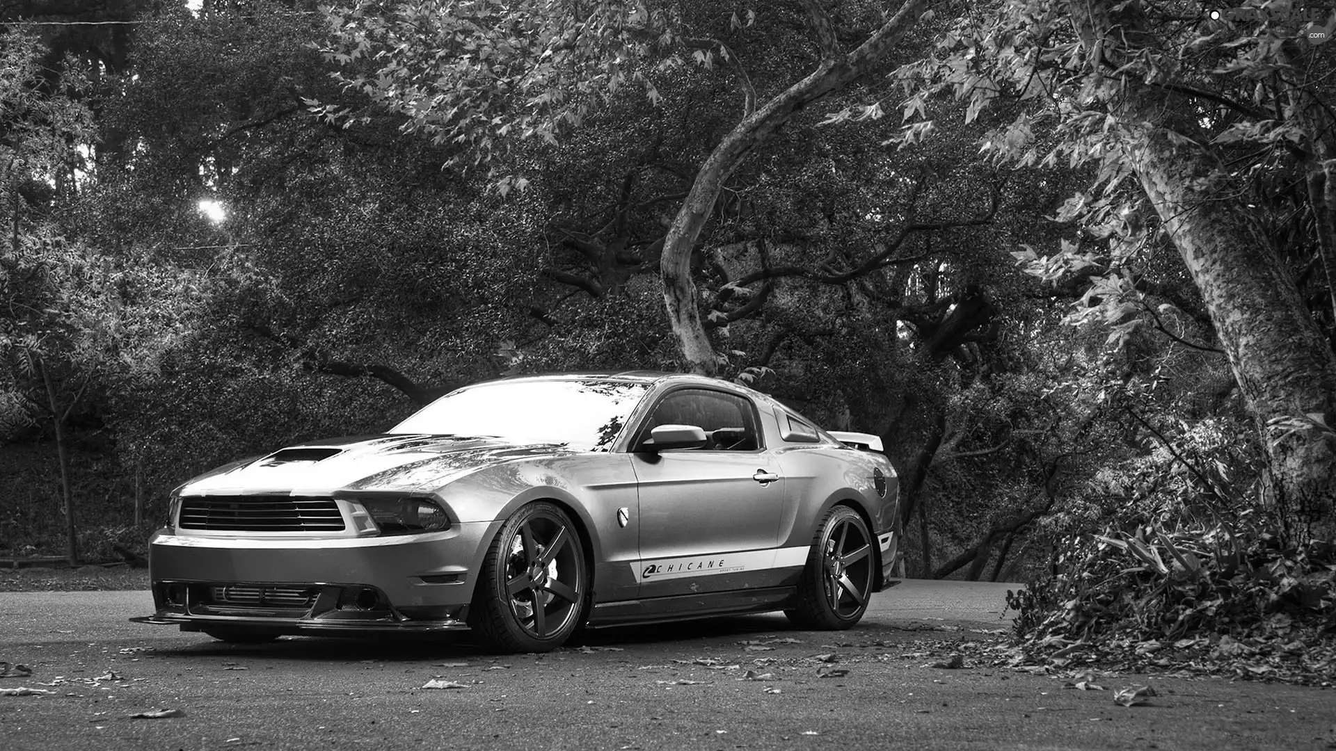 trees, viewes, Mustang, Way, Ford
