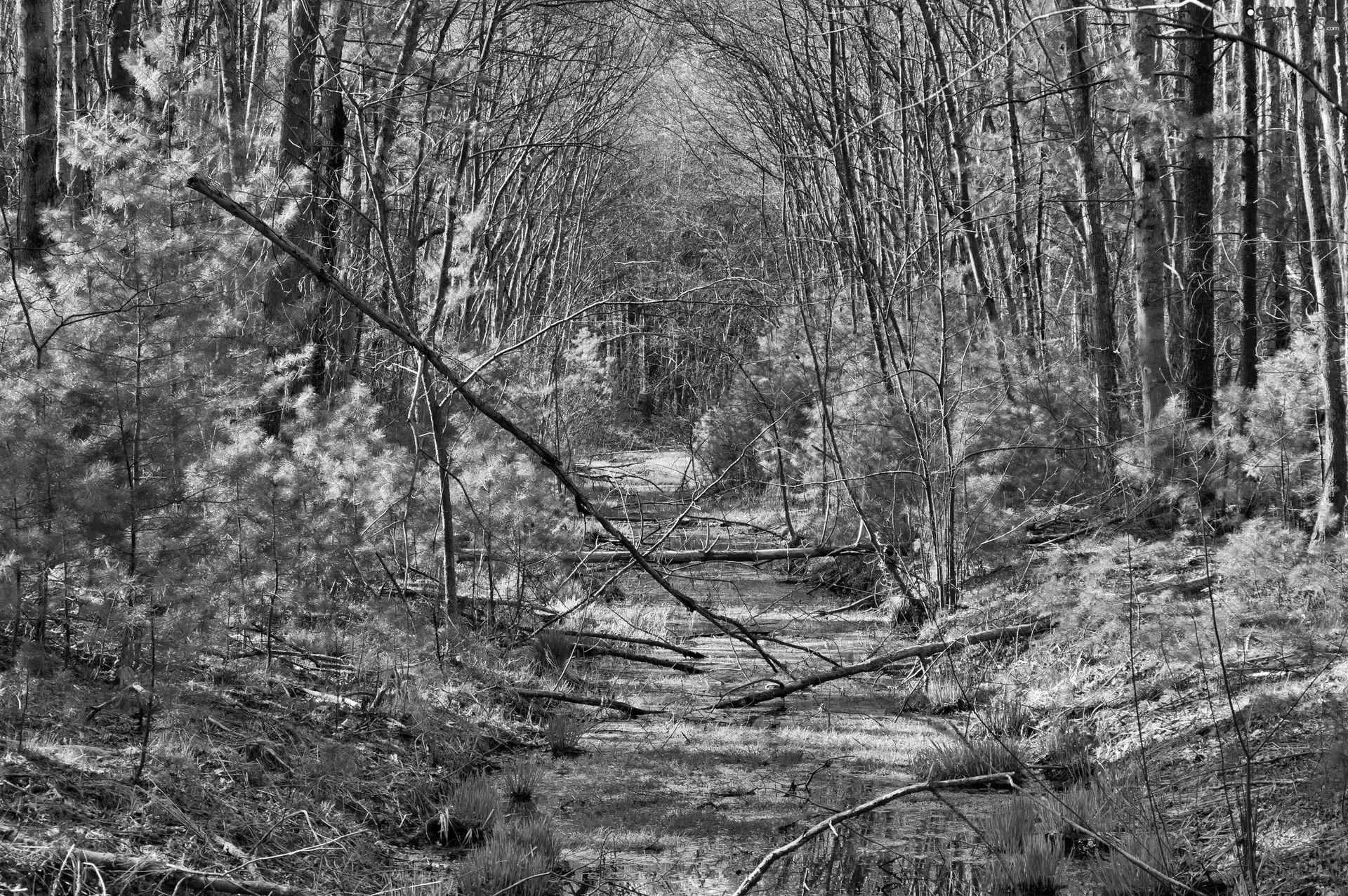 trees, viewes, brook, fallen, forest