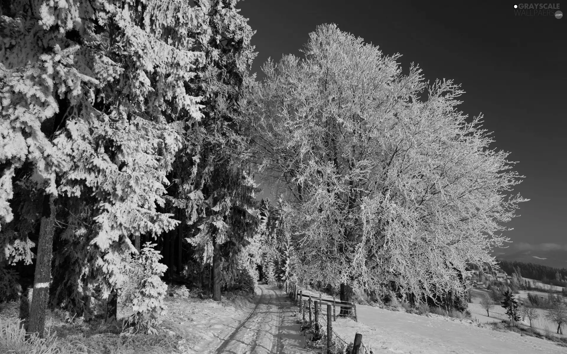 trees, viewes, Way, frosty, forest