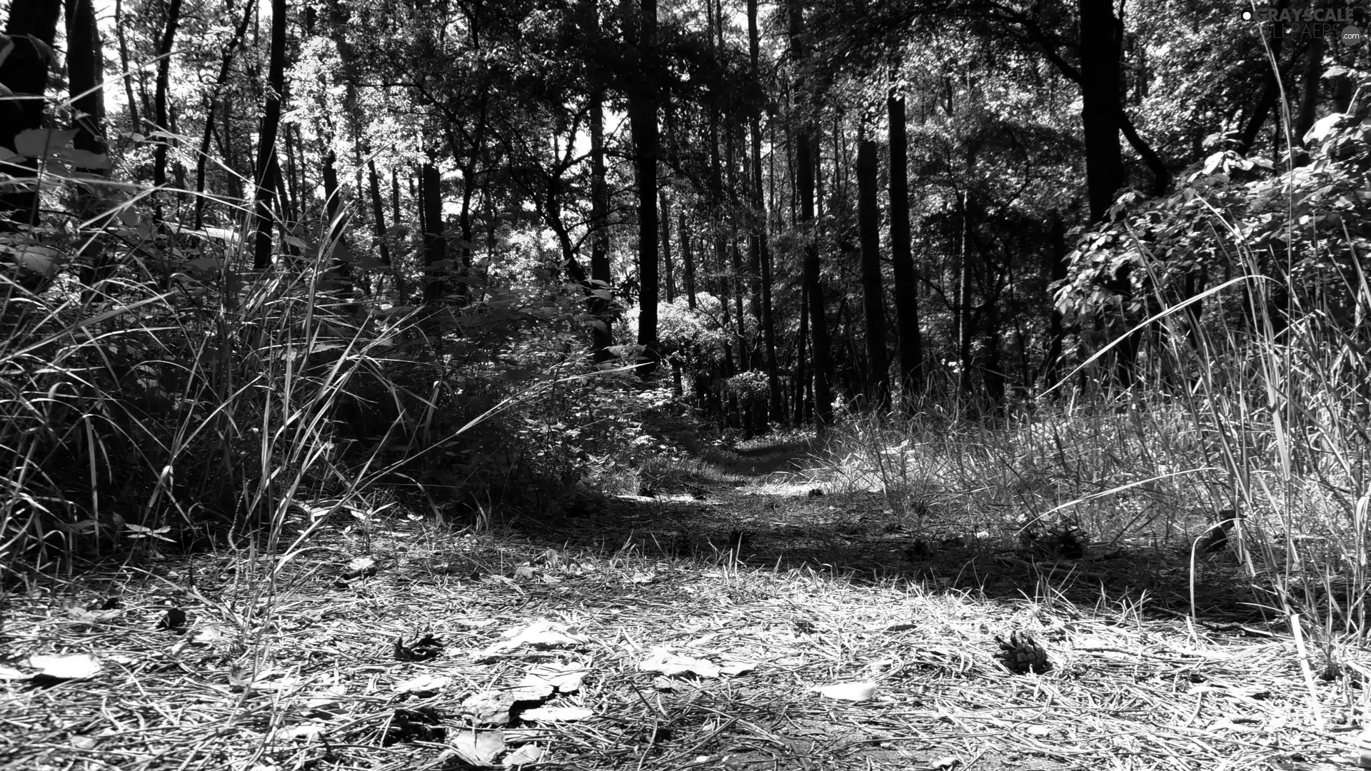 trees, viewes, cones, grass, forest