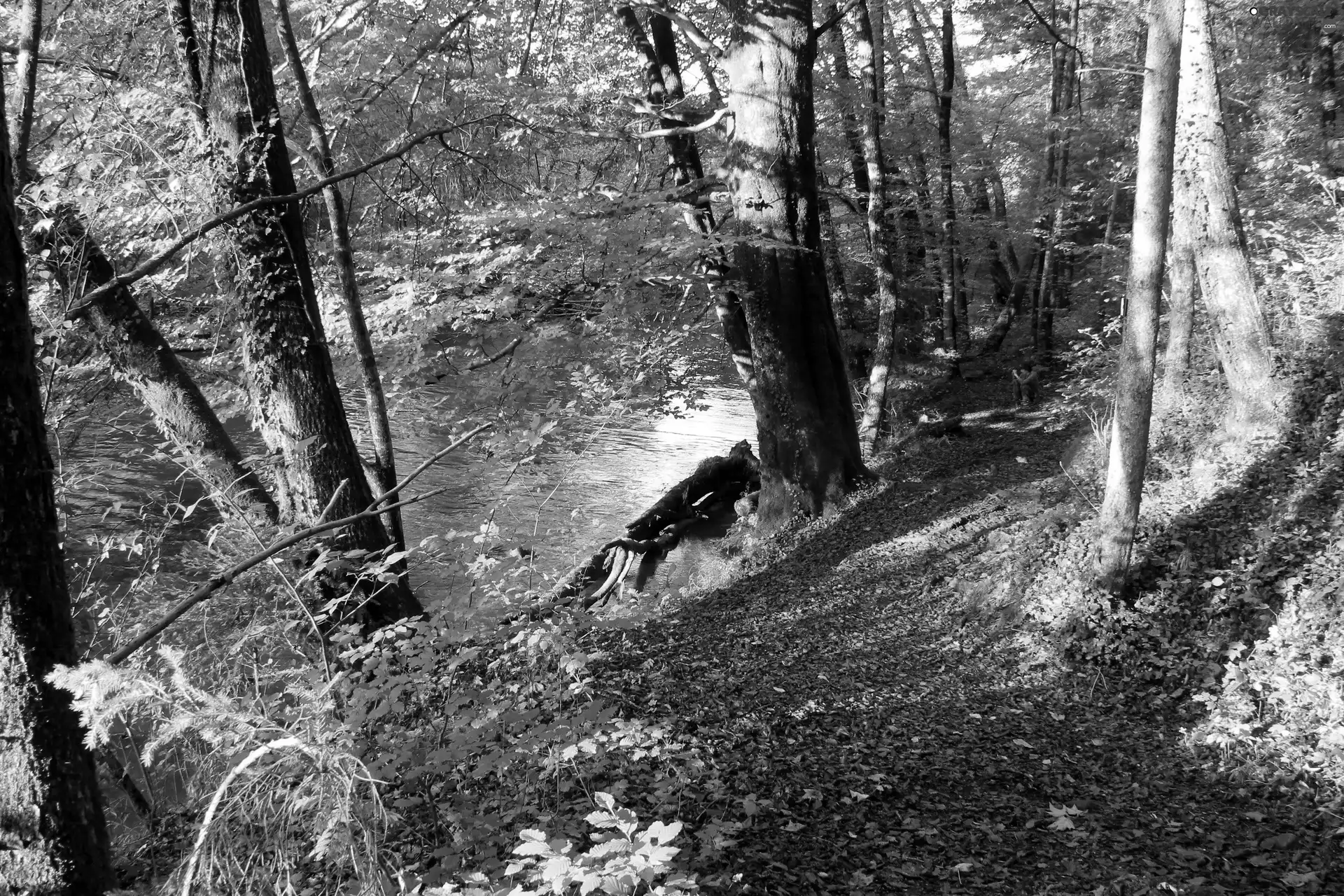 trees, viewes, Path, River, forest