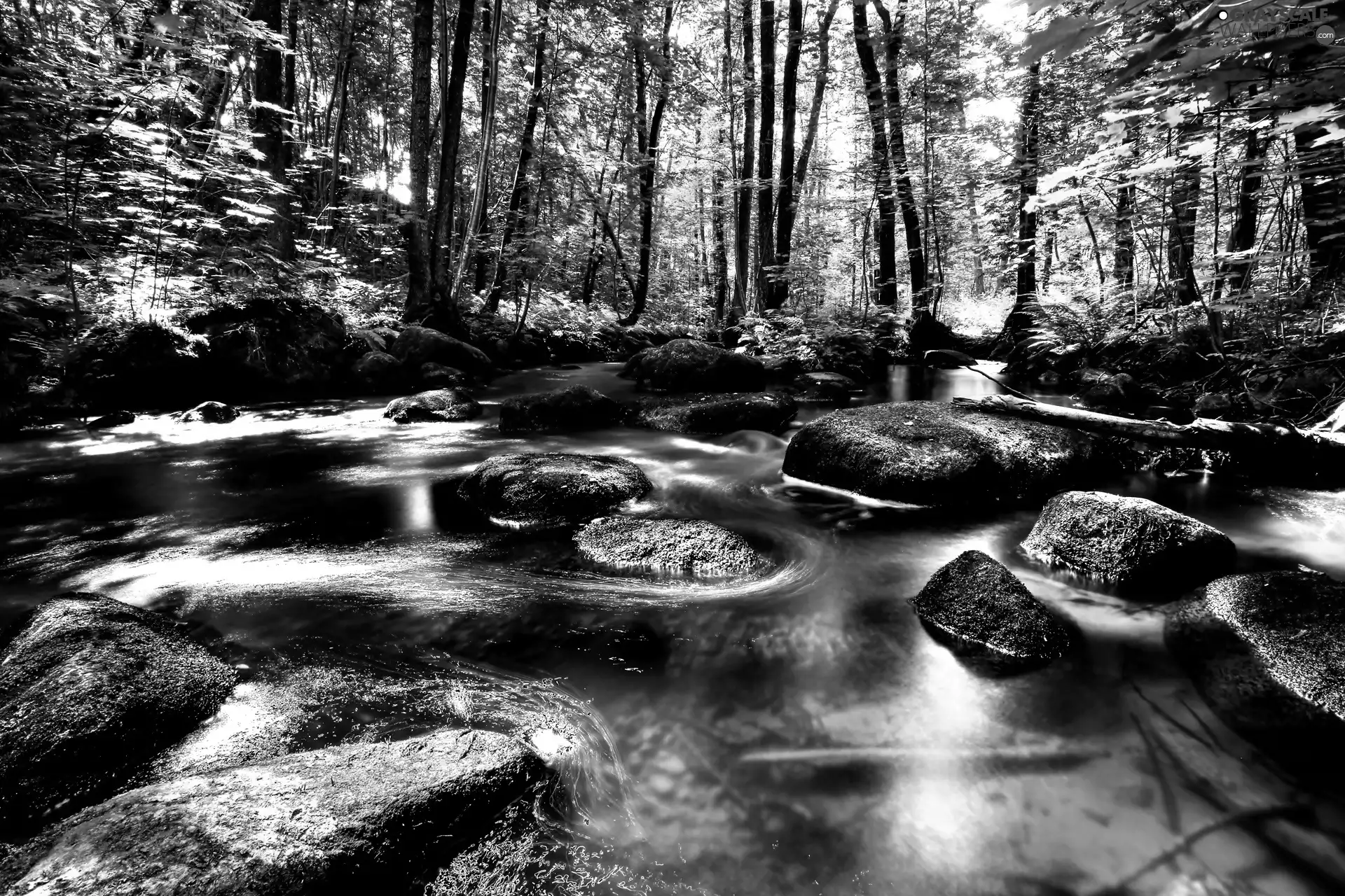 trees, viewes, River, Stones, forest