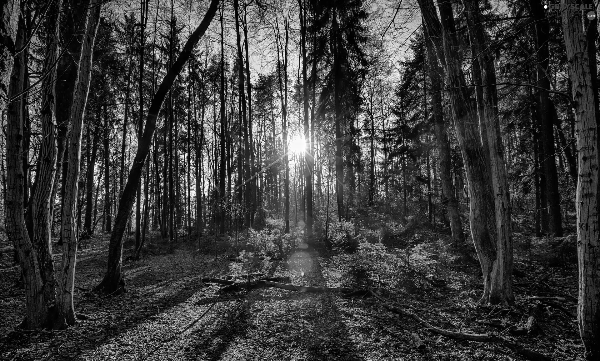 trees, viewes, rays, sun, forest