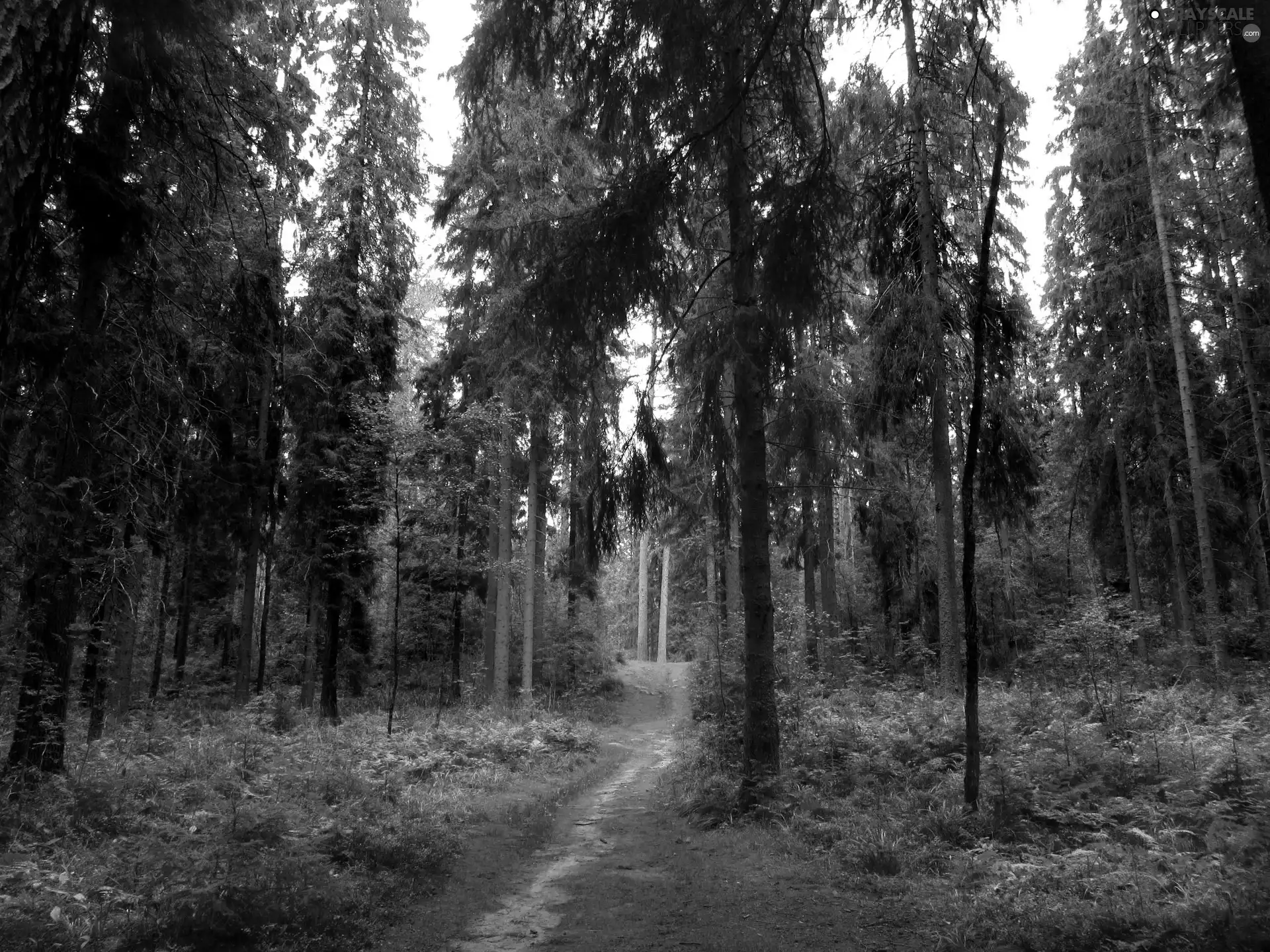 trees, viewes, Path, Way, forest