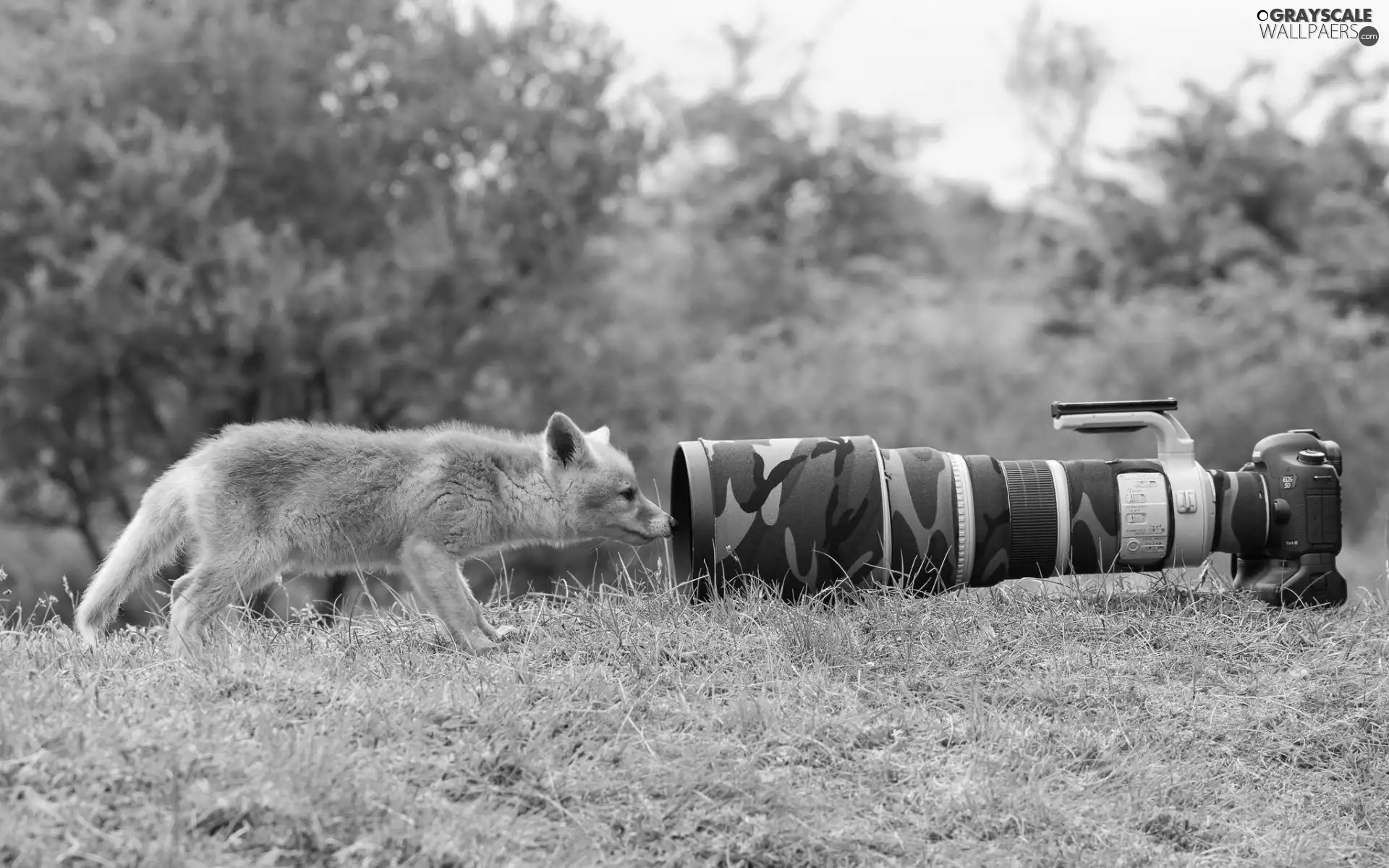 trees, viewes, Camera, grass, Fox