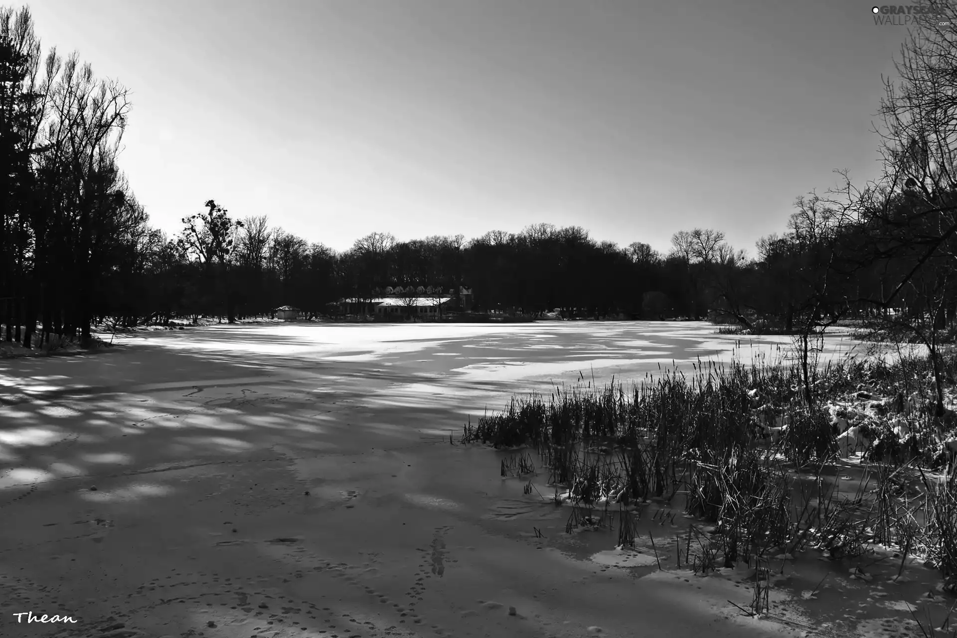 trees, viewes, lake, winter, frozen