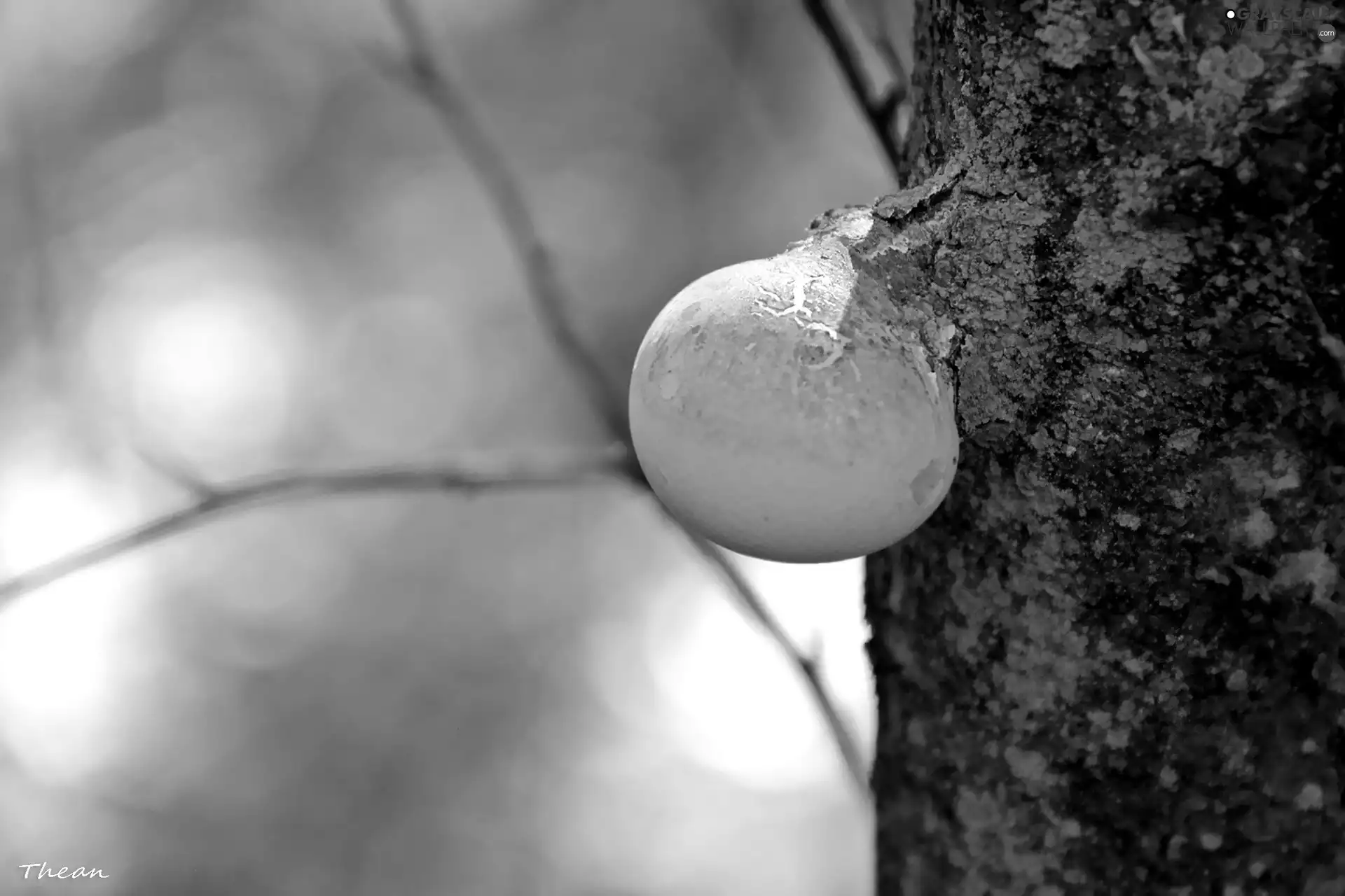 trees, viewes, an, trunk, fuzz-ball