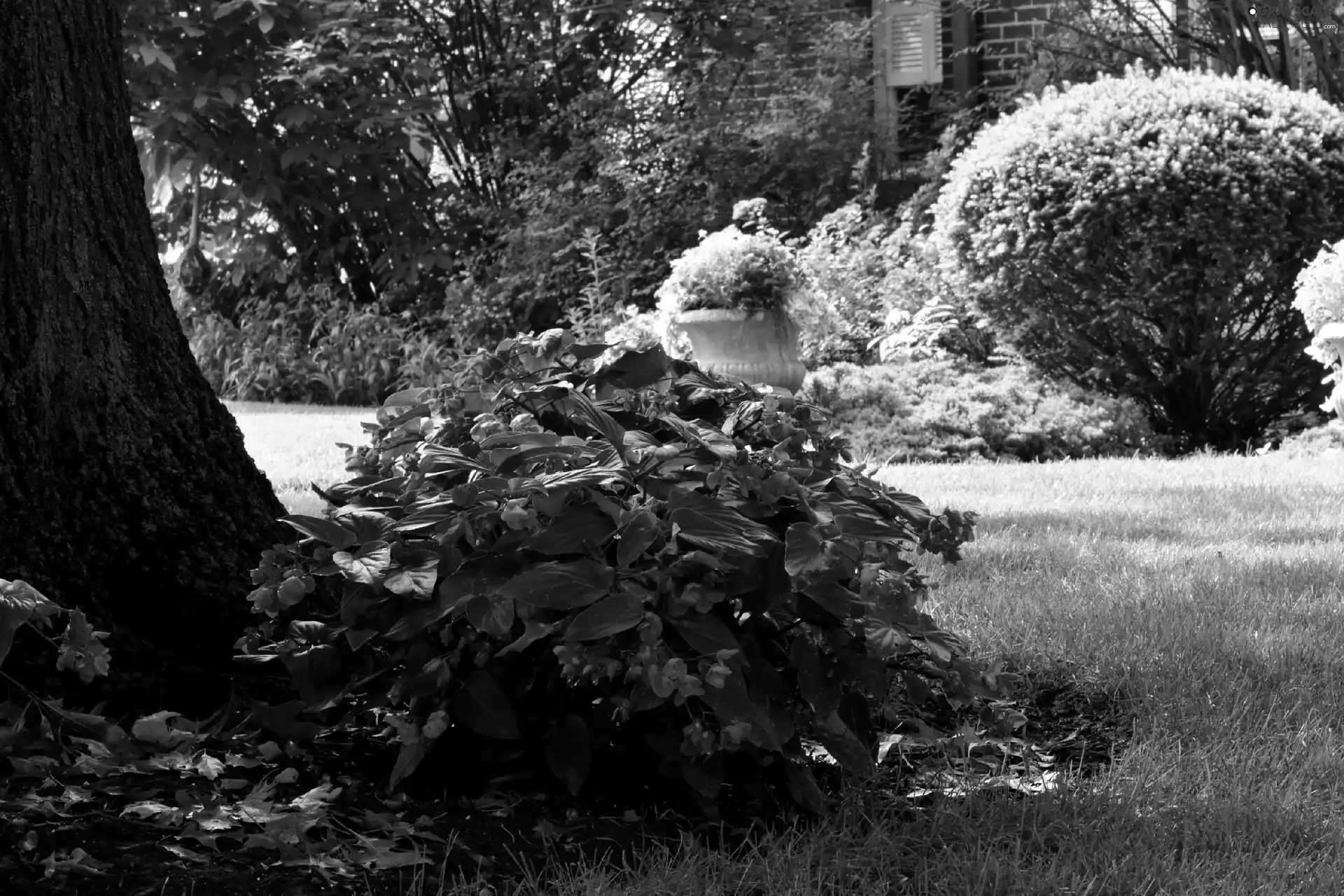 trees, viewes, Flowers, Bush, Garden