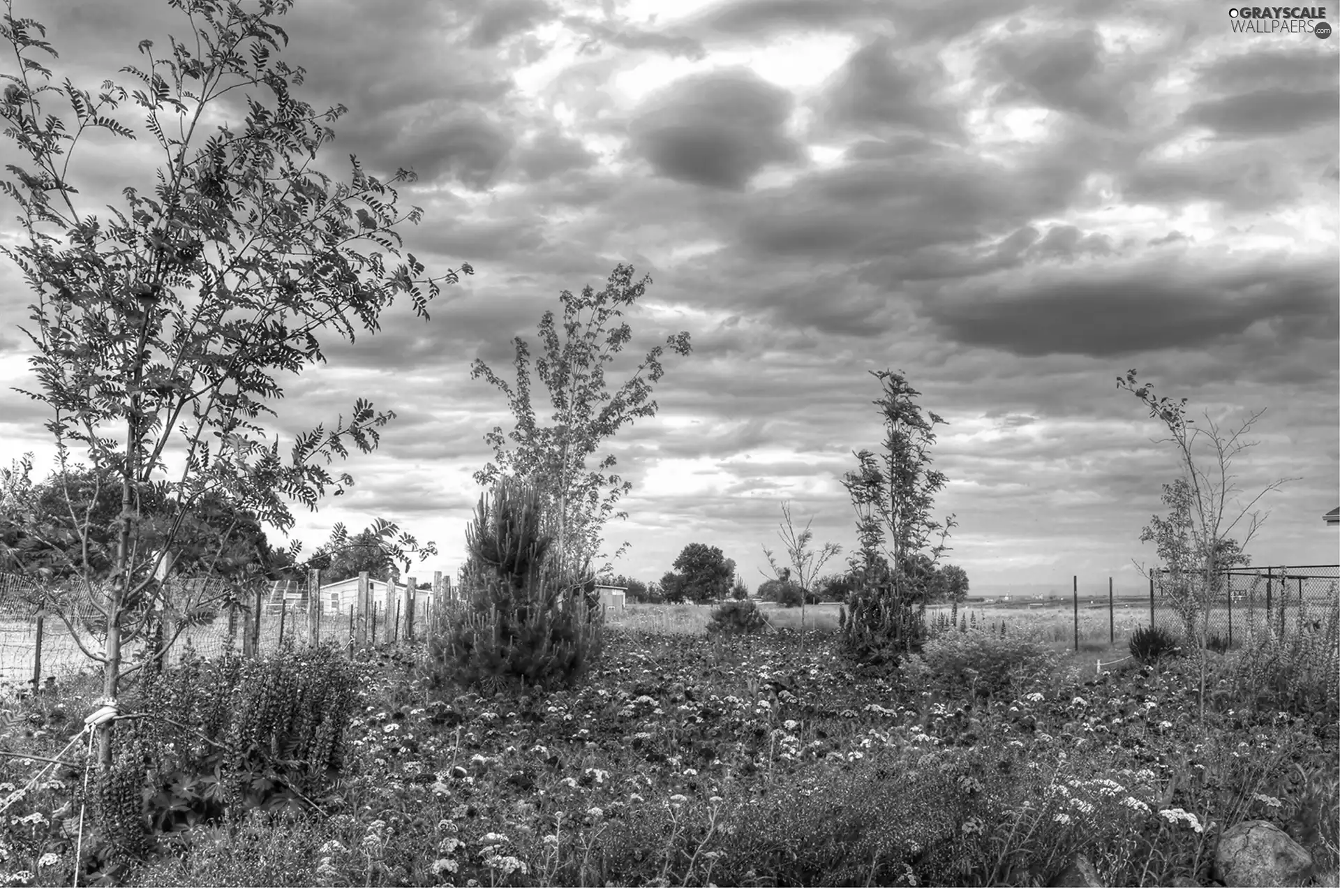 trees, viewes, cloves, lupine, Garden
