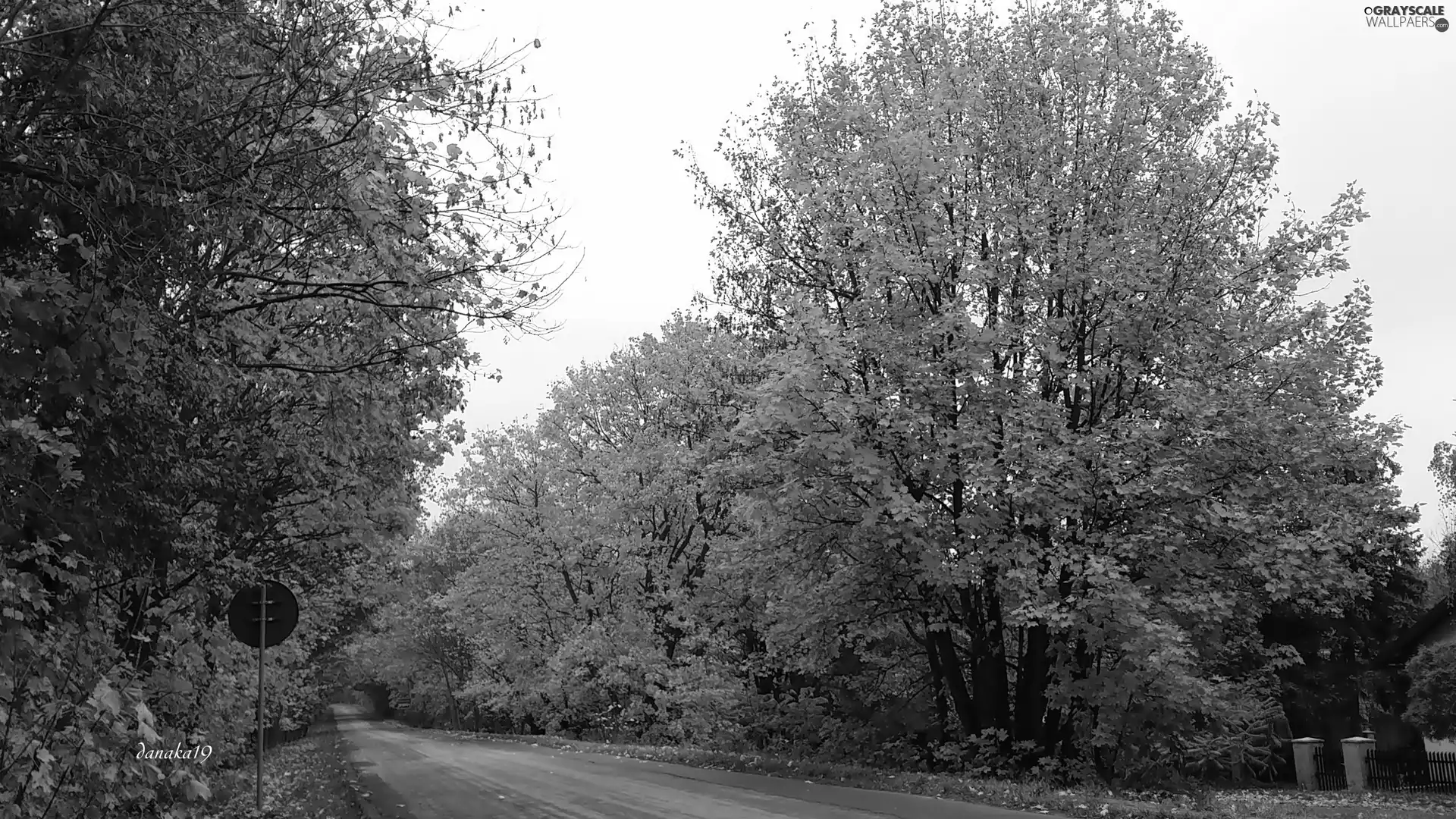 trees, viewes, autumn, Way, Golden automobile