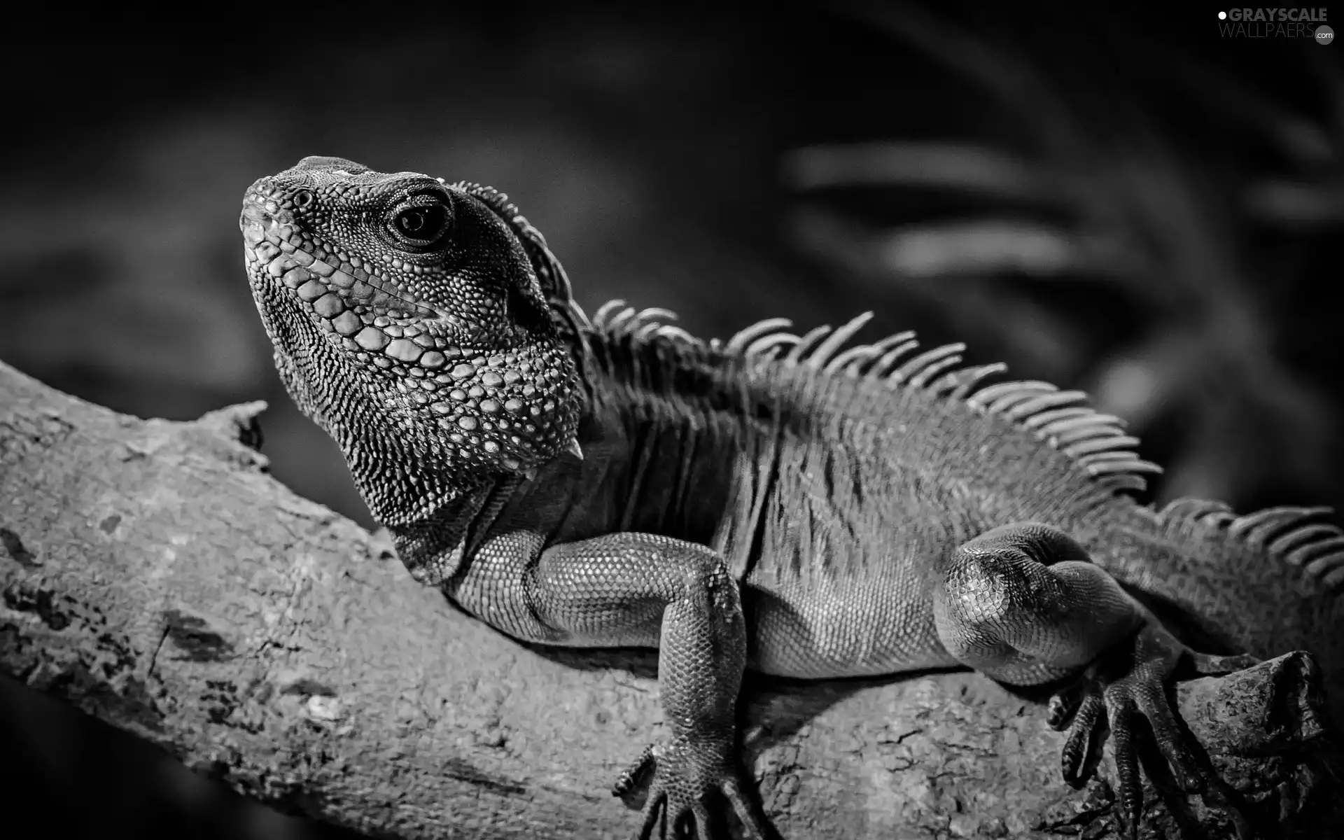 trees, viewes, Iguana, branch, Green