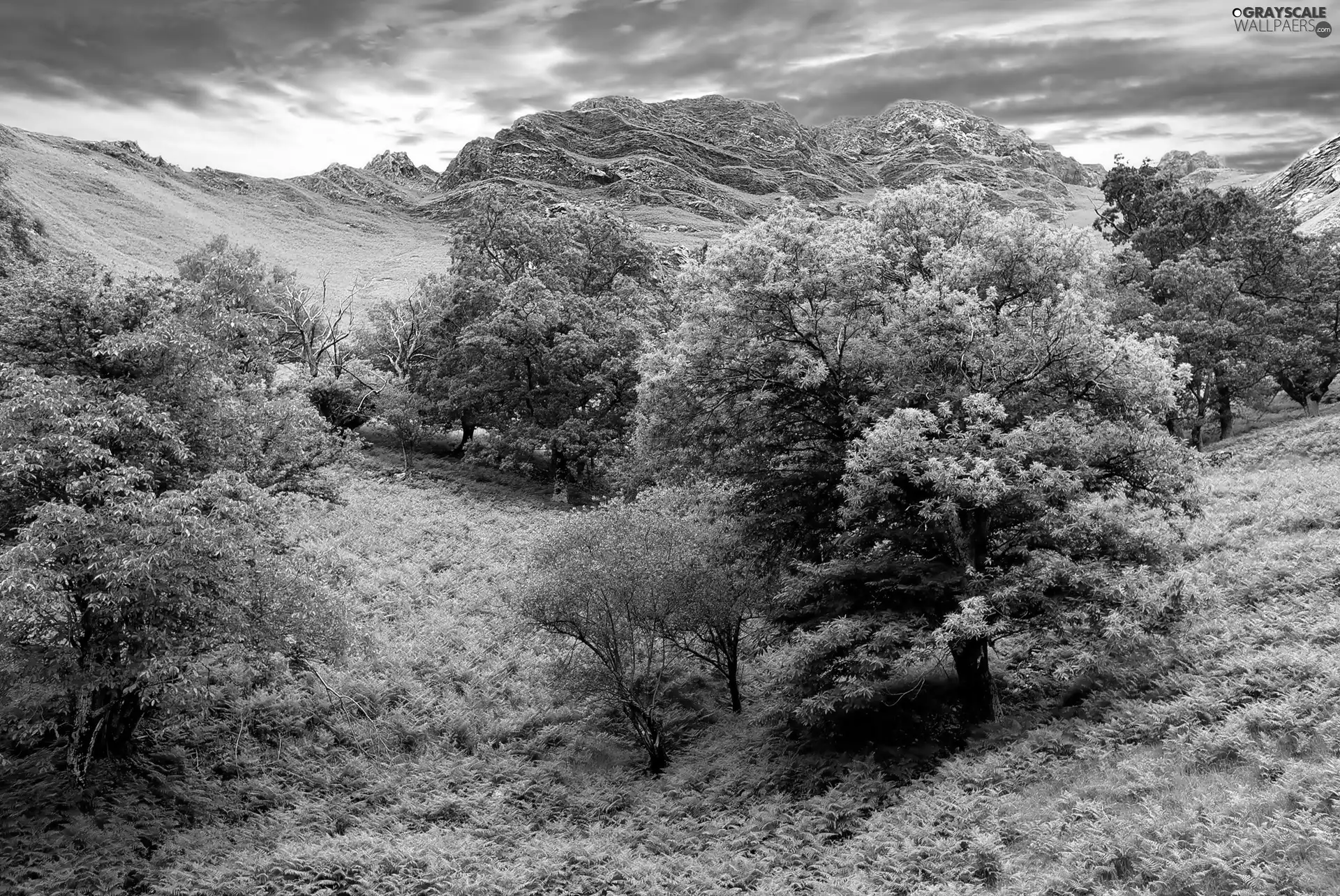 viewes, Sky, The Hills, trees, green ones