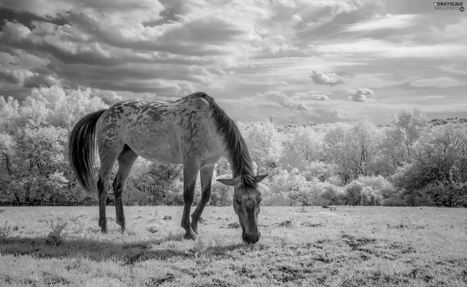 trees, viewes, Meadow, White, Horse