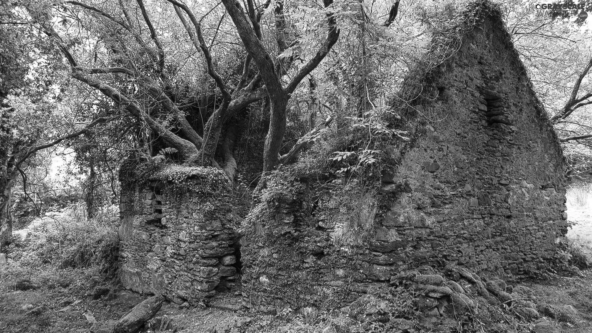trees, viewes, ruin, VEGETATION, house