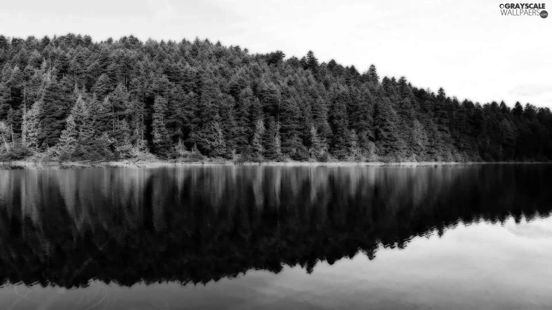 trees, viewes, Mirror, reflection, lake