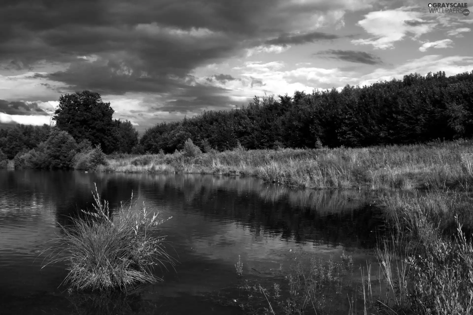 trees, viewes, rushes, scrub, lake