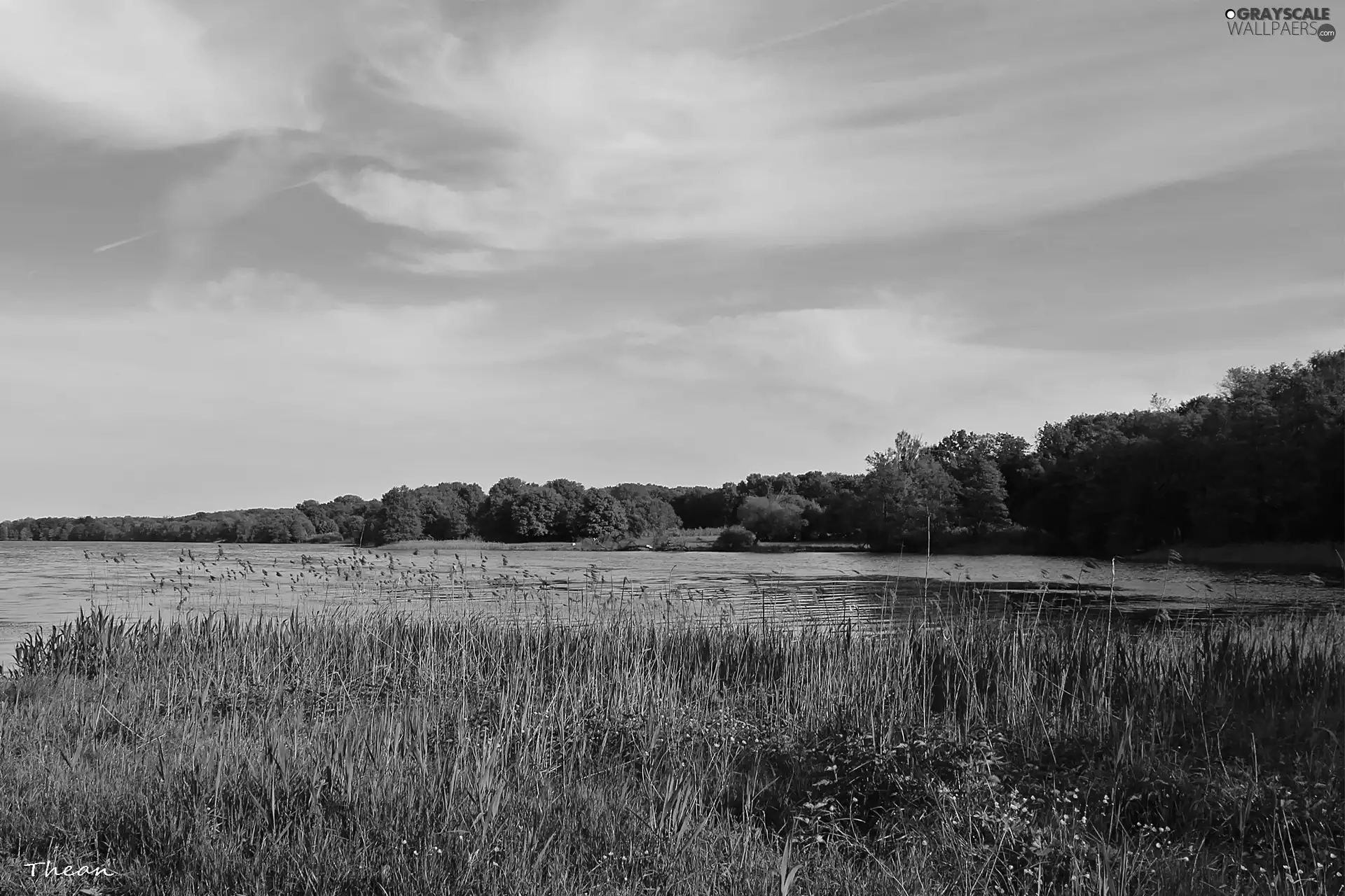 trees, viewes, Meadow, Sky, lake