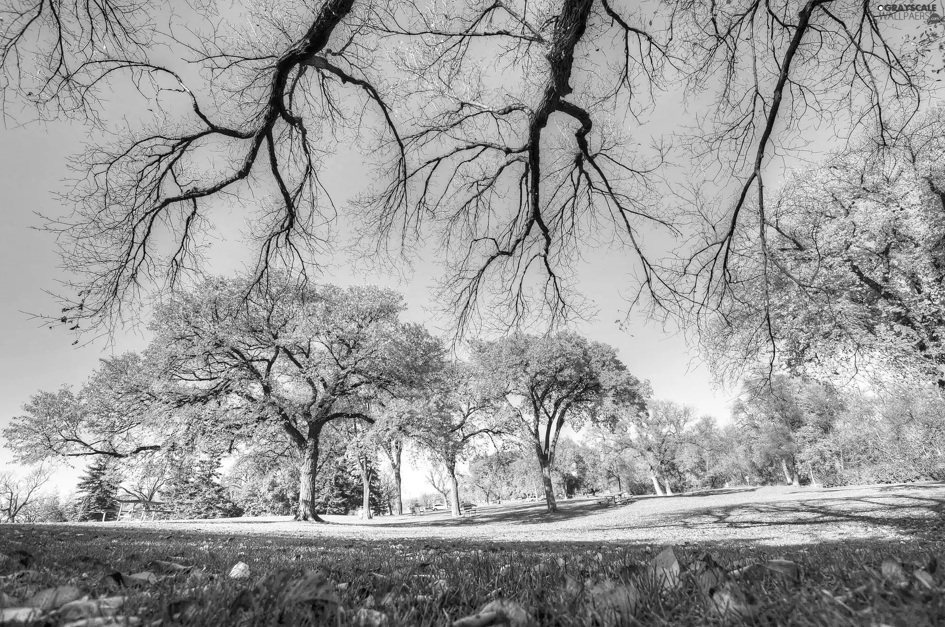 grass, Park, trees, viewes, Leaf, autumn